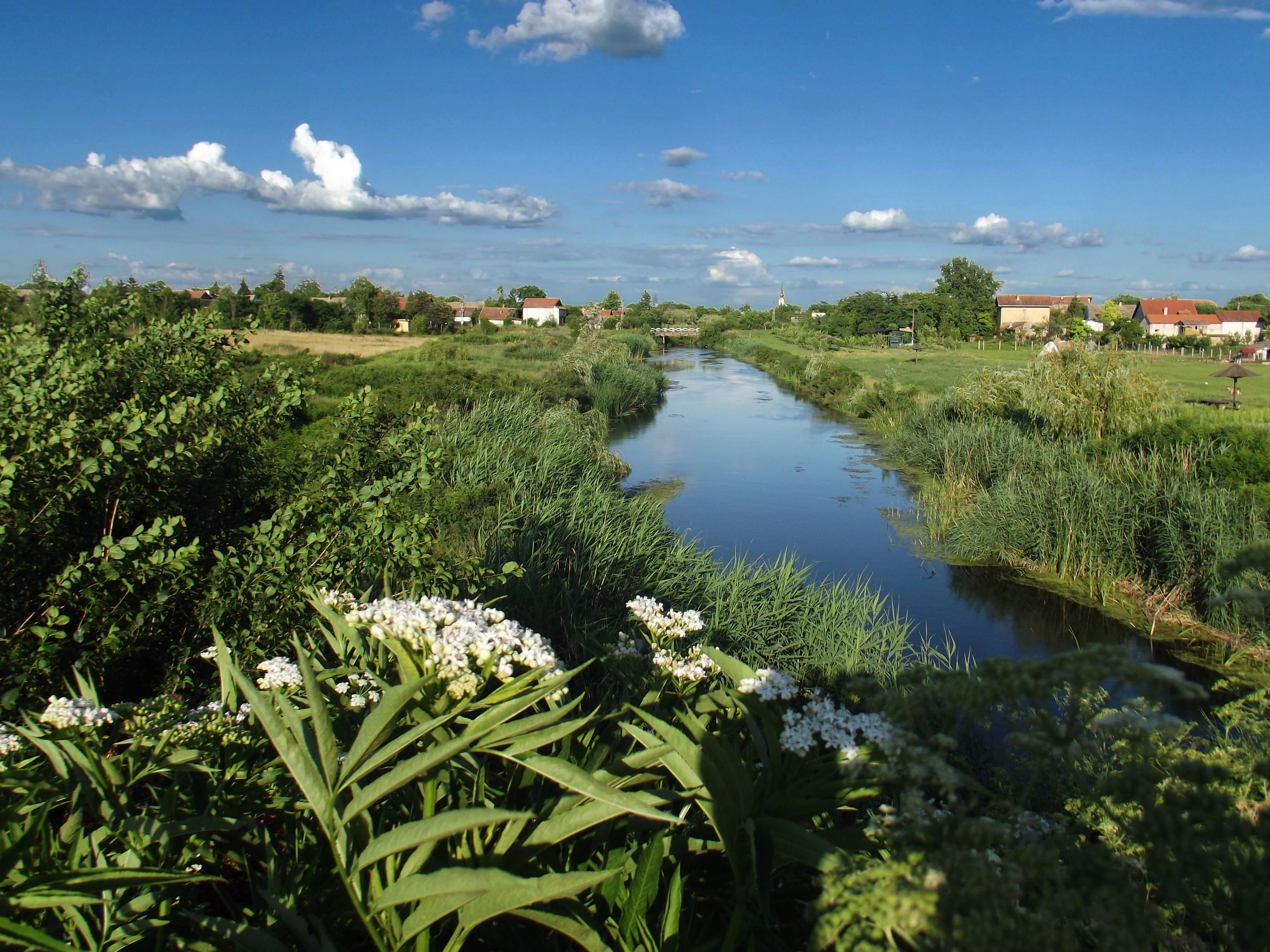 A river running through dense green vegetation with white wildflowers in the foreground and residential buildings in the background under a clear blue sky with scattered clouds