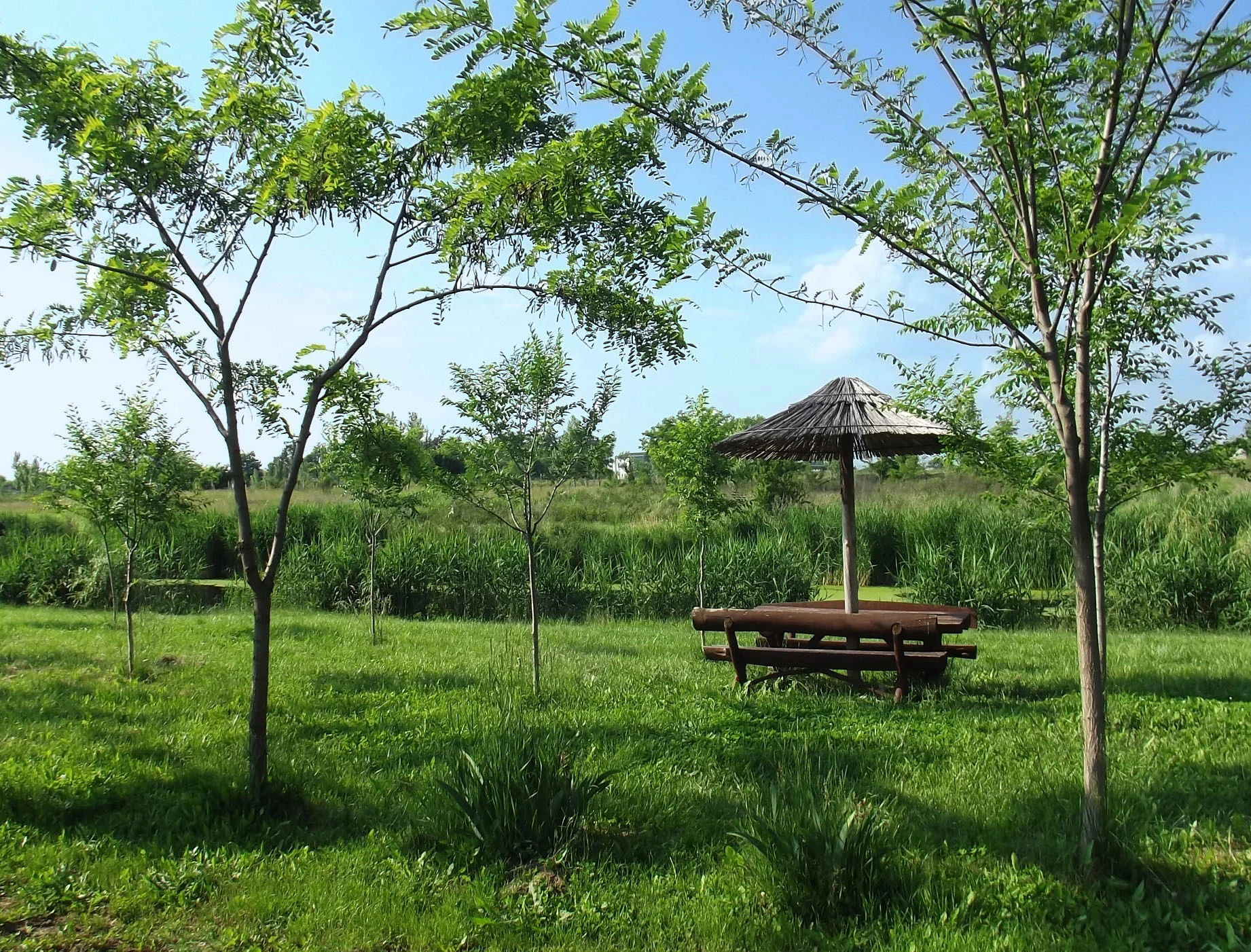 Grassy field with young trees, a picnic table under a thatched roof shelter, and tall vegetation in the background