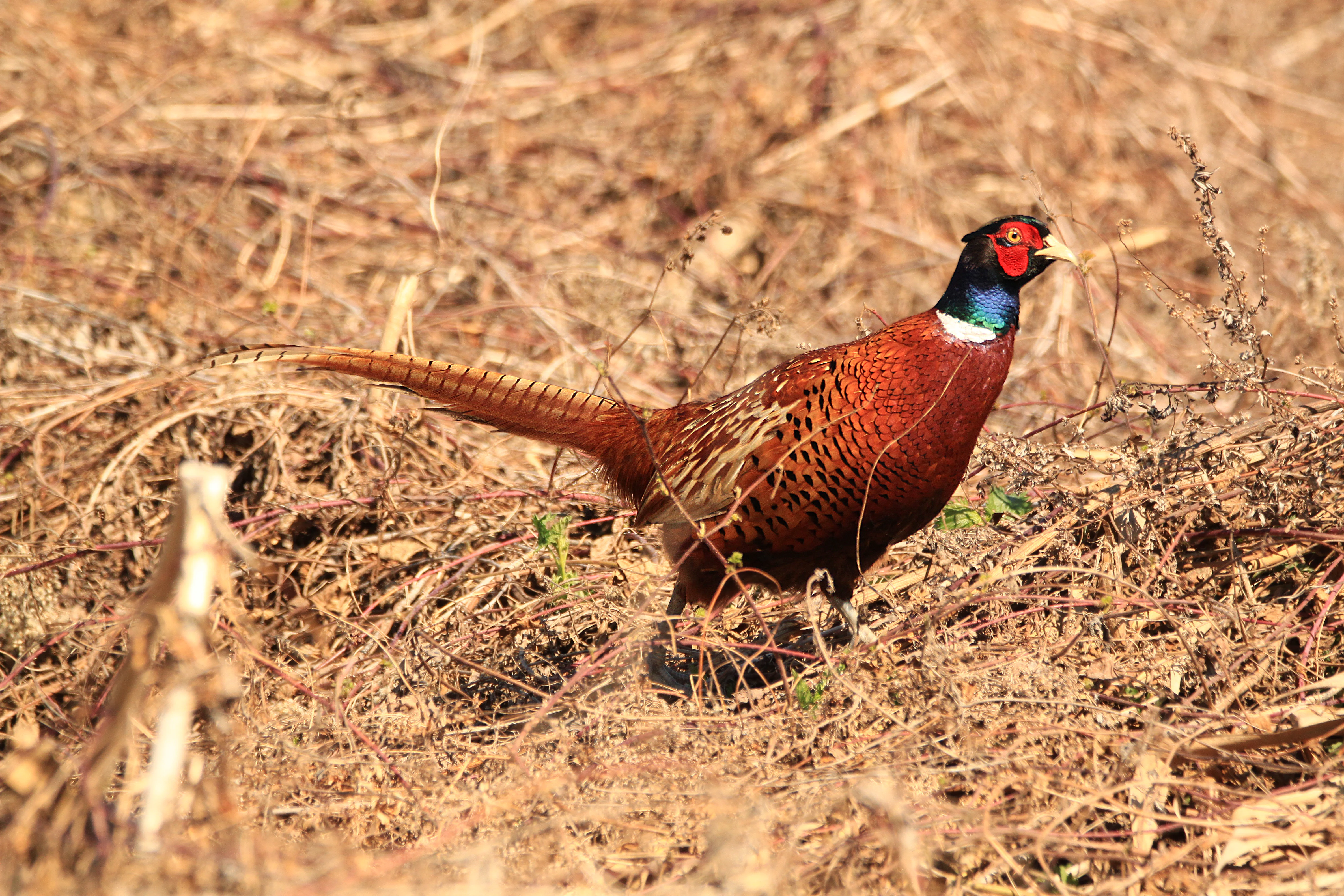 A pheasant with colorful plumage standing in dry brown grassland