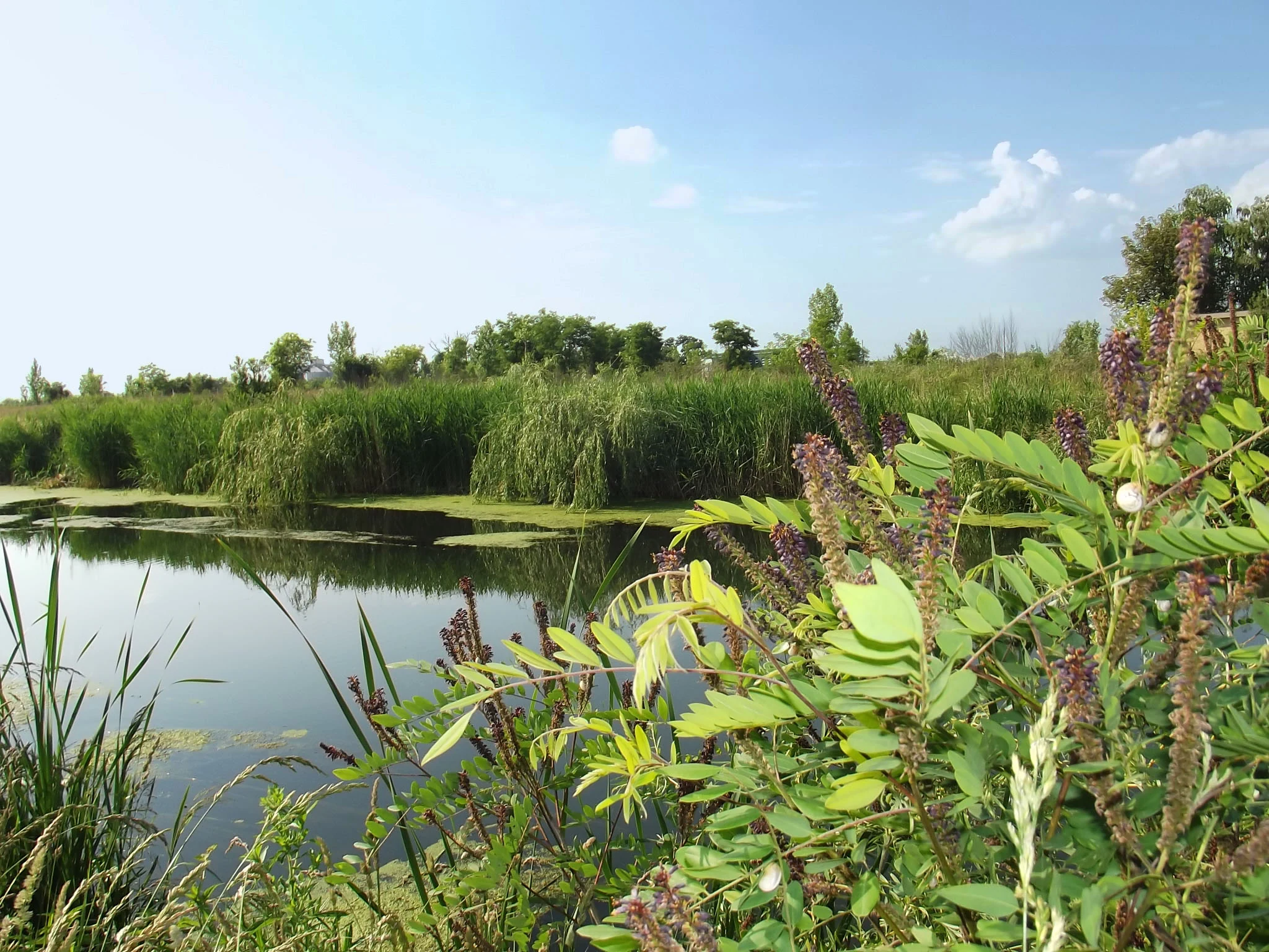 Calm lake with lily pads, surrounded by tall reeds and flowering plants under a clear blue sky.