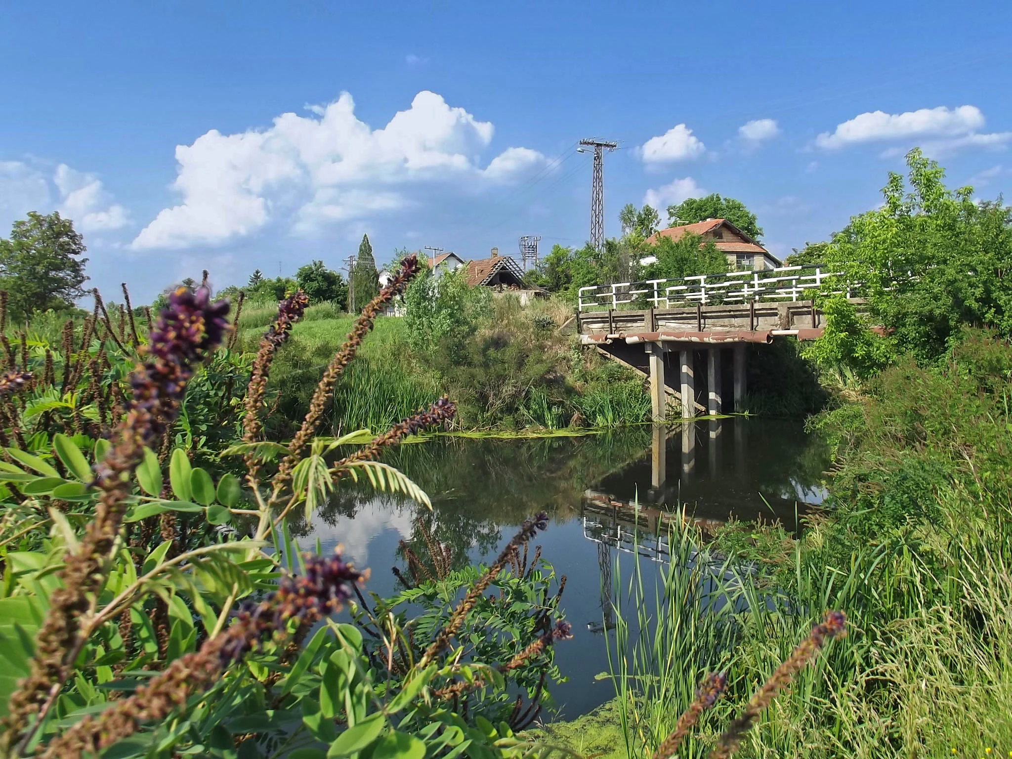 Wooden bridge over calm water with green vegetation and purple flowers in the foreground under a blue sky