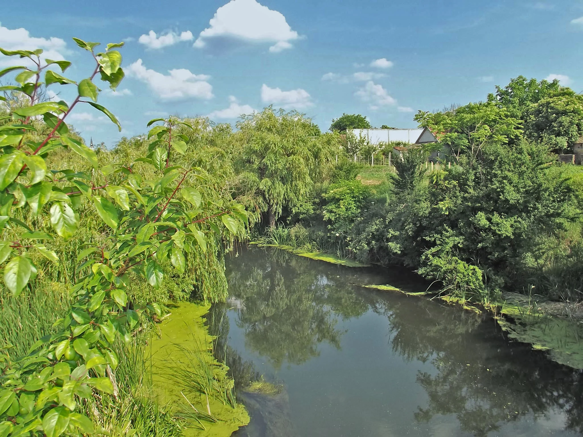 River flowing through lush green vegetation with trees and bushes along the banks under a partly cloudy sky