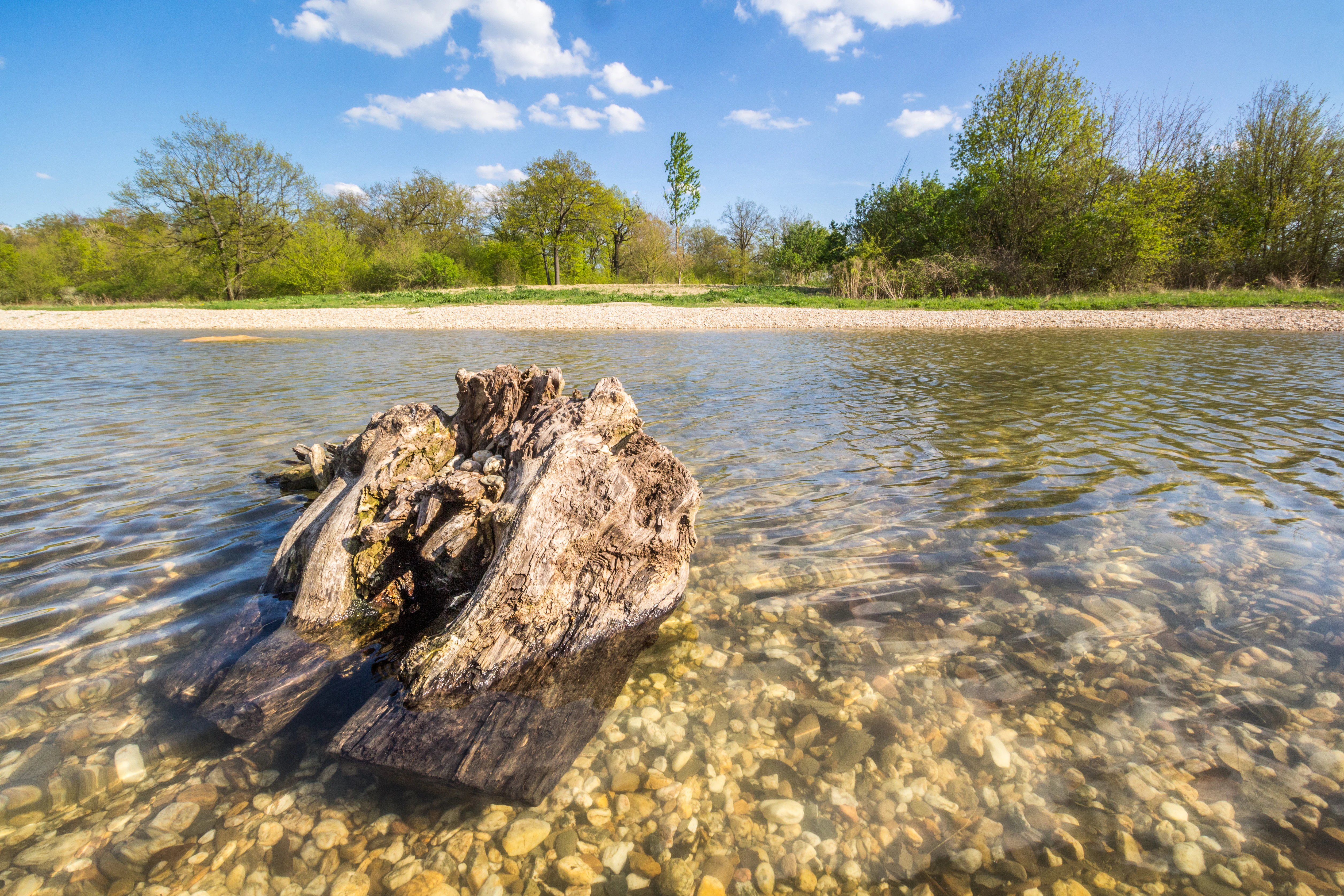 A weathered, partially submerged tree stump in the shallow, clear water of a pond, with a pebbly shore and green trees in the background under a blue sky.