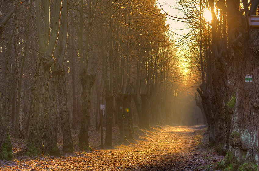 A dirt path lined with tall, leafless trees at sunset, with golden light filtering through the branches and illuminating the forest floor.