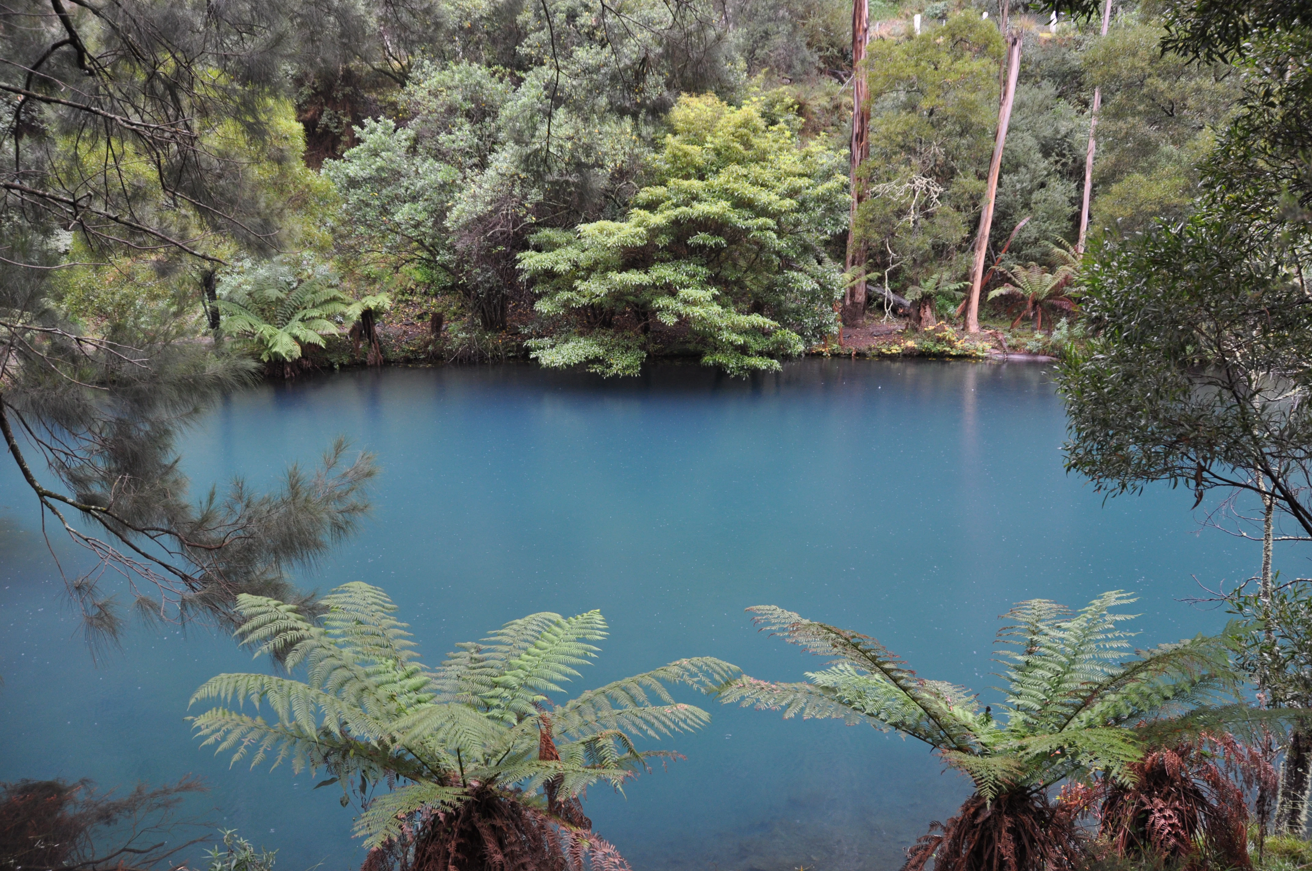 A tranquil, bright blue lake surrounded by dense Australian eucalyptus forest and large tree ferns in the foreground.