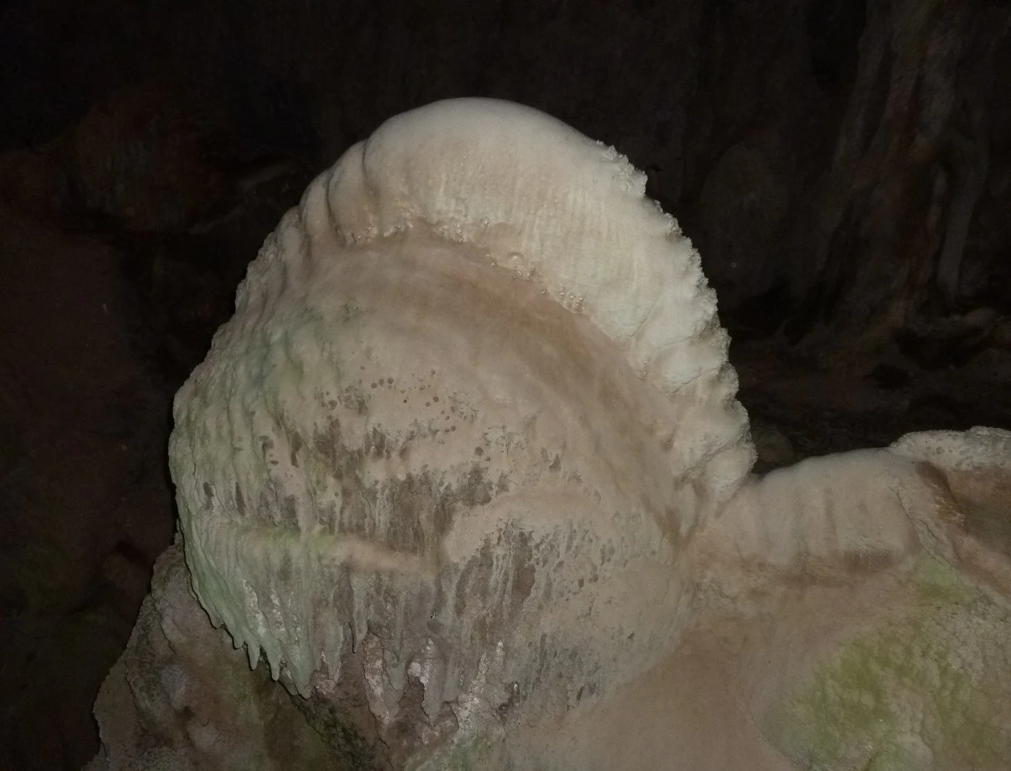 A close-up view of a curved, ridged limestone formation resembling a crayfish back, illuminated in a dark cave setting.