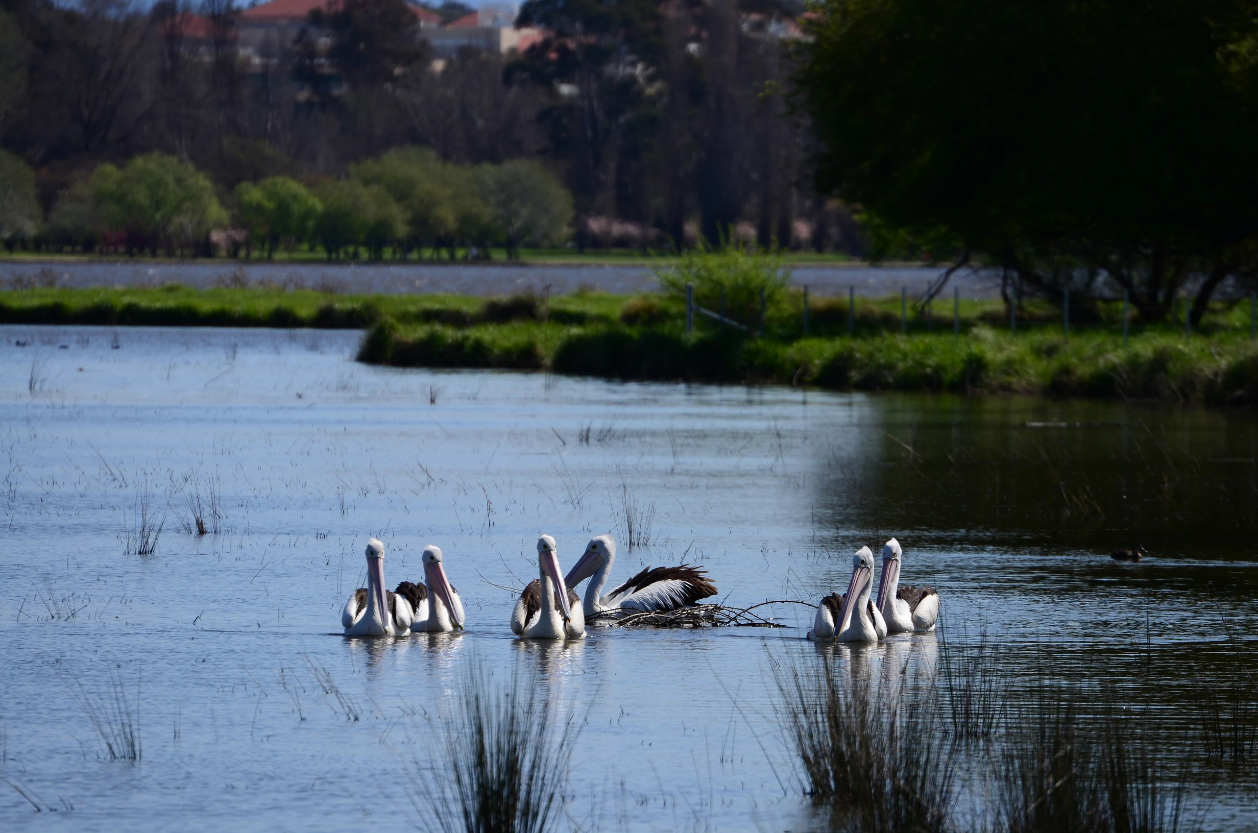 Pelicans at Jerrabomberra Wetlands