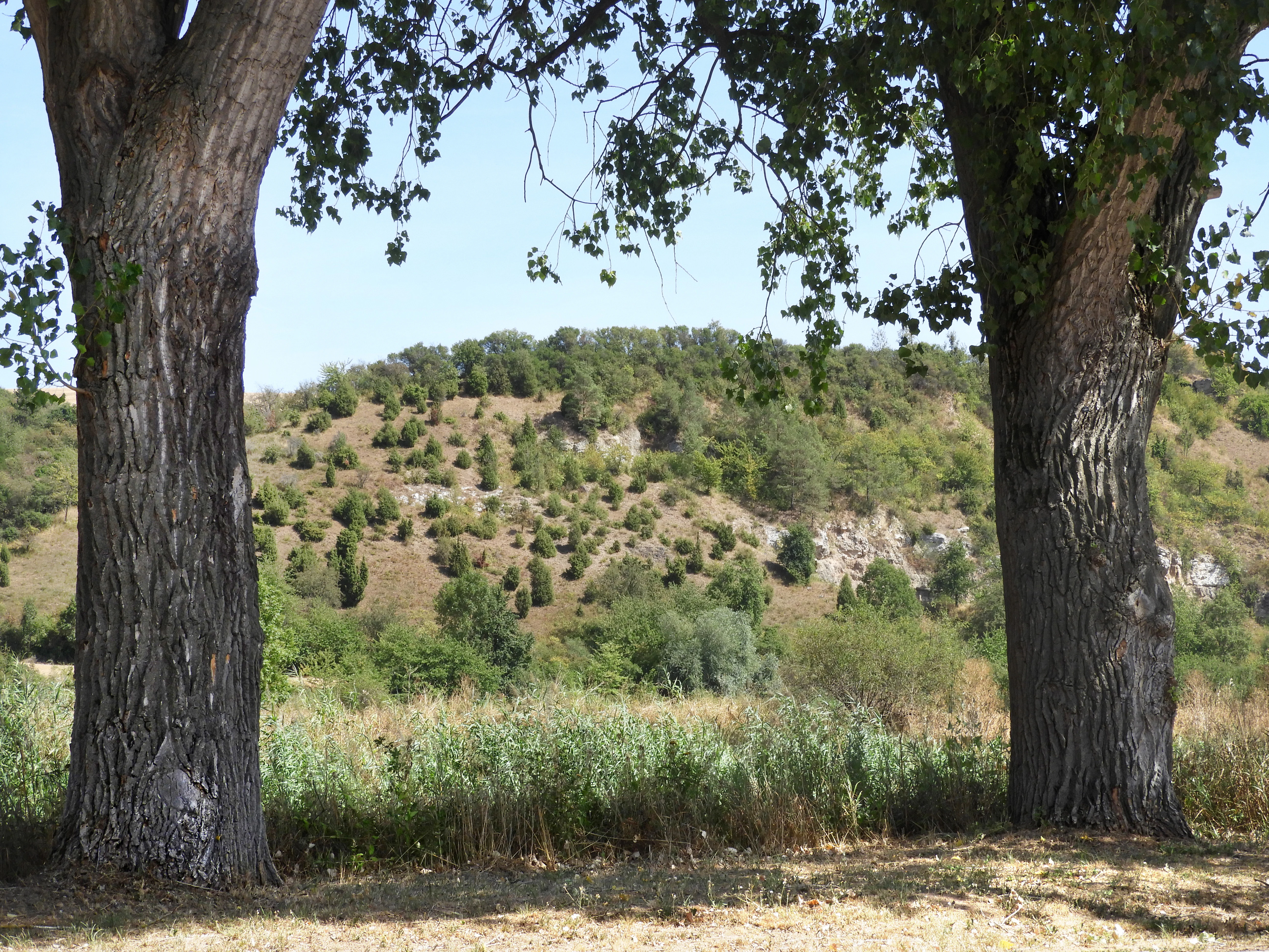 Two large tree trunks frame a view of a sunlit hill covered in dry grassland and scattered juniper bushes under a clear blue sky.