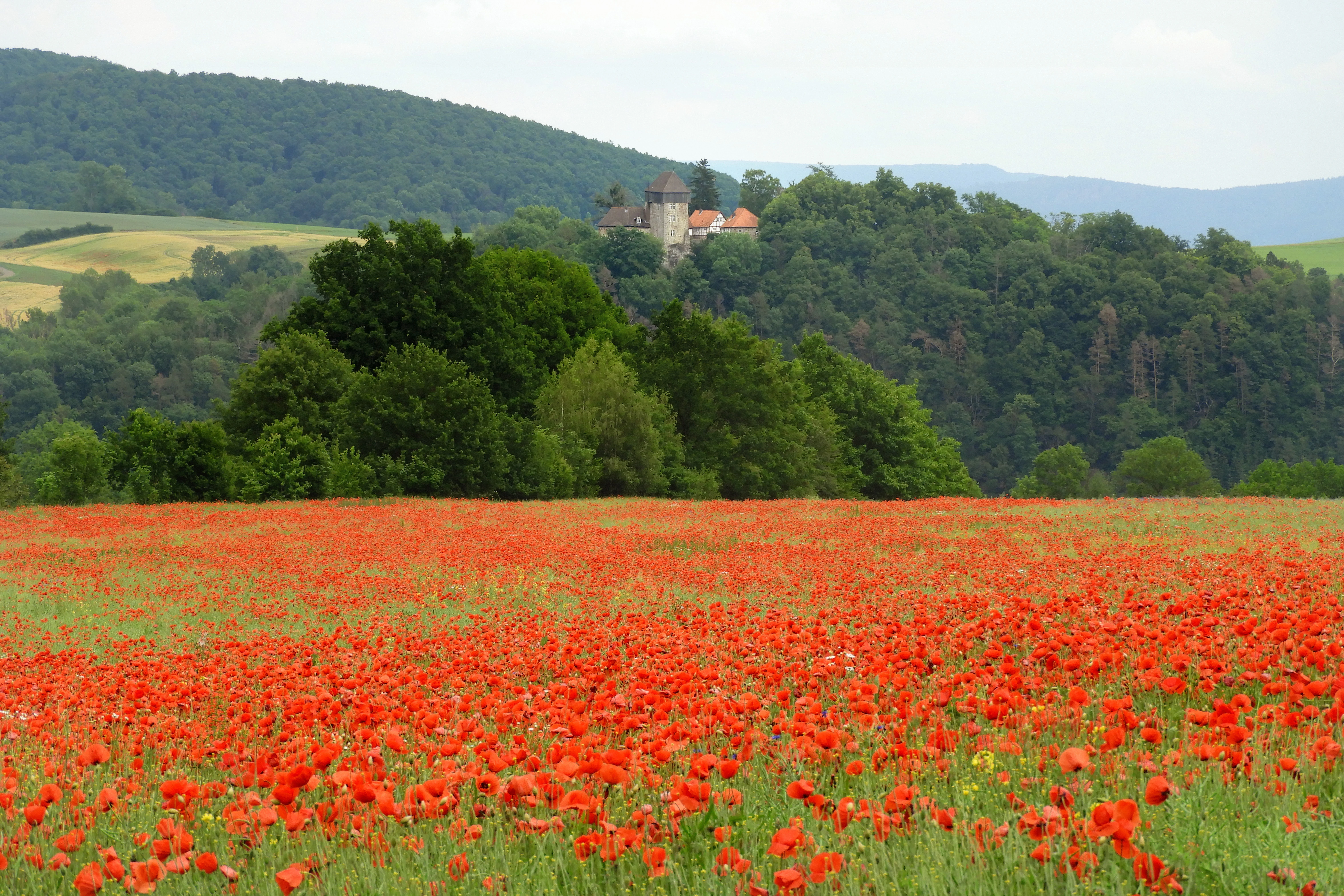 A wide landscape view showing a large field of red poppies in the foreground, a line of green trees in the midground, and a forested hill with a castle structure on top in the background under an overcast sky.