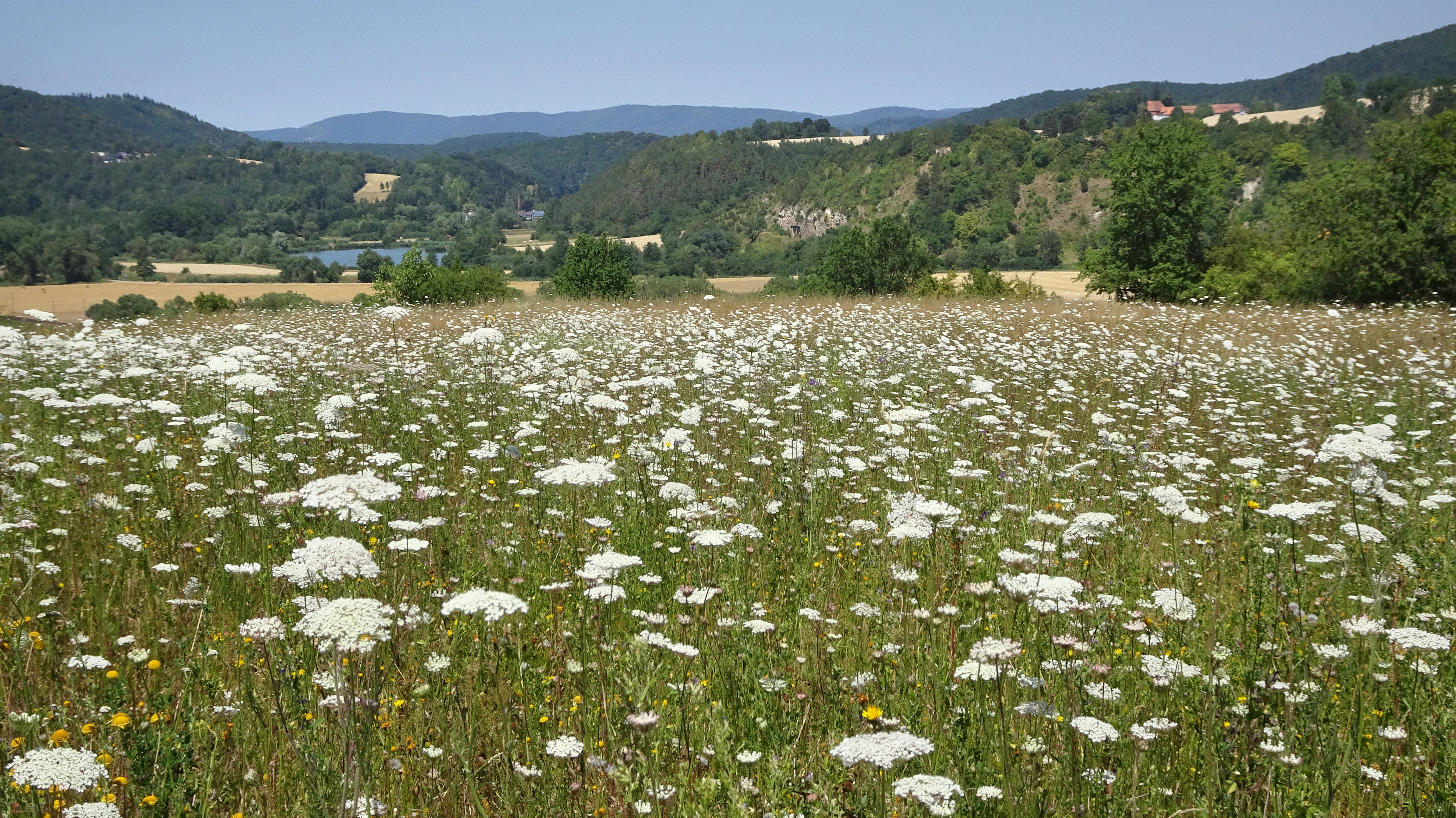 A wide landscape photograph showing a field of white wildflowers in the foreground, leading to a river valley with green trees, fields, and rolling forested hills under a clear blue sky.
