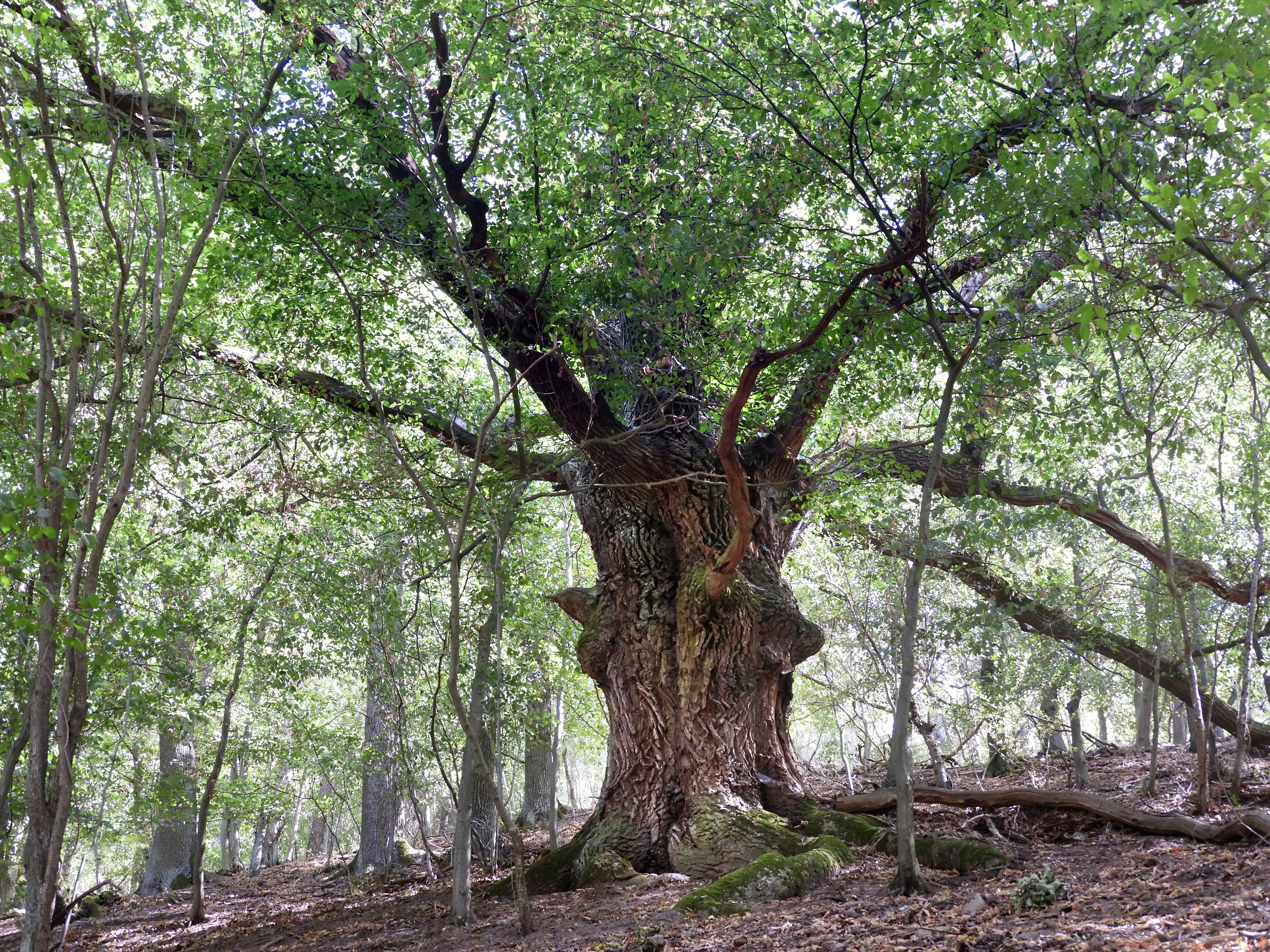 A massive, gnarled deciduous tree with a thick trunk and wide-spreading branches stands in the center of a forest, surrounded by thinner trees and a leaf-covered forest floor.