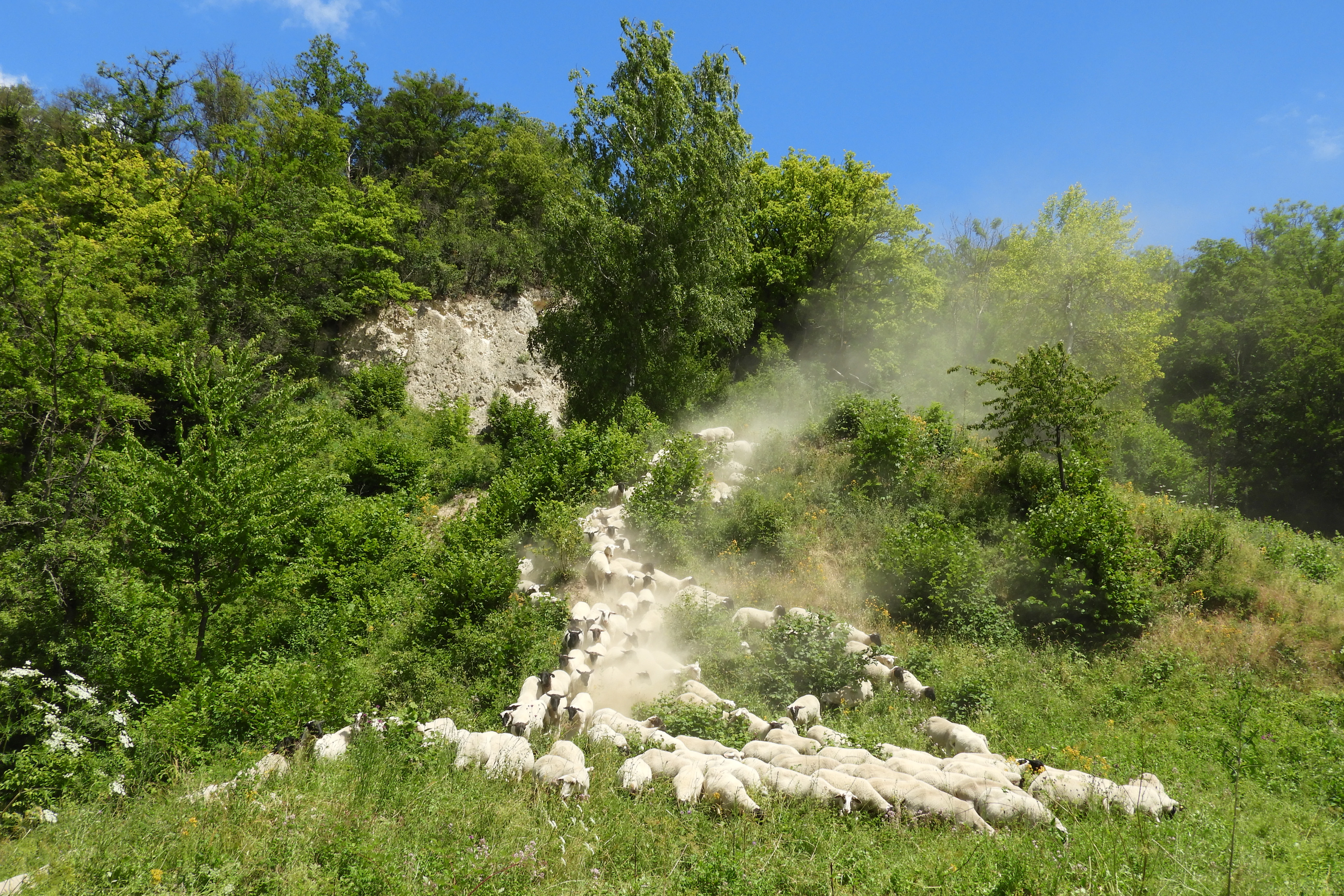 A flock of white sheep running up a dusty path on a green hillside with trees and a rocky outcrop under a clear blue sky.