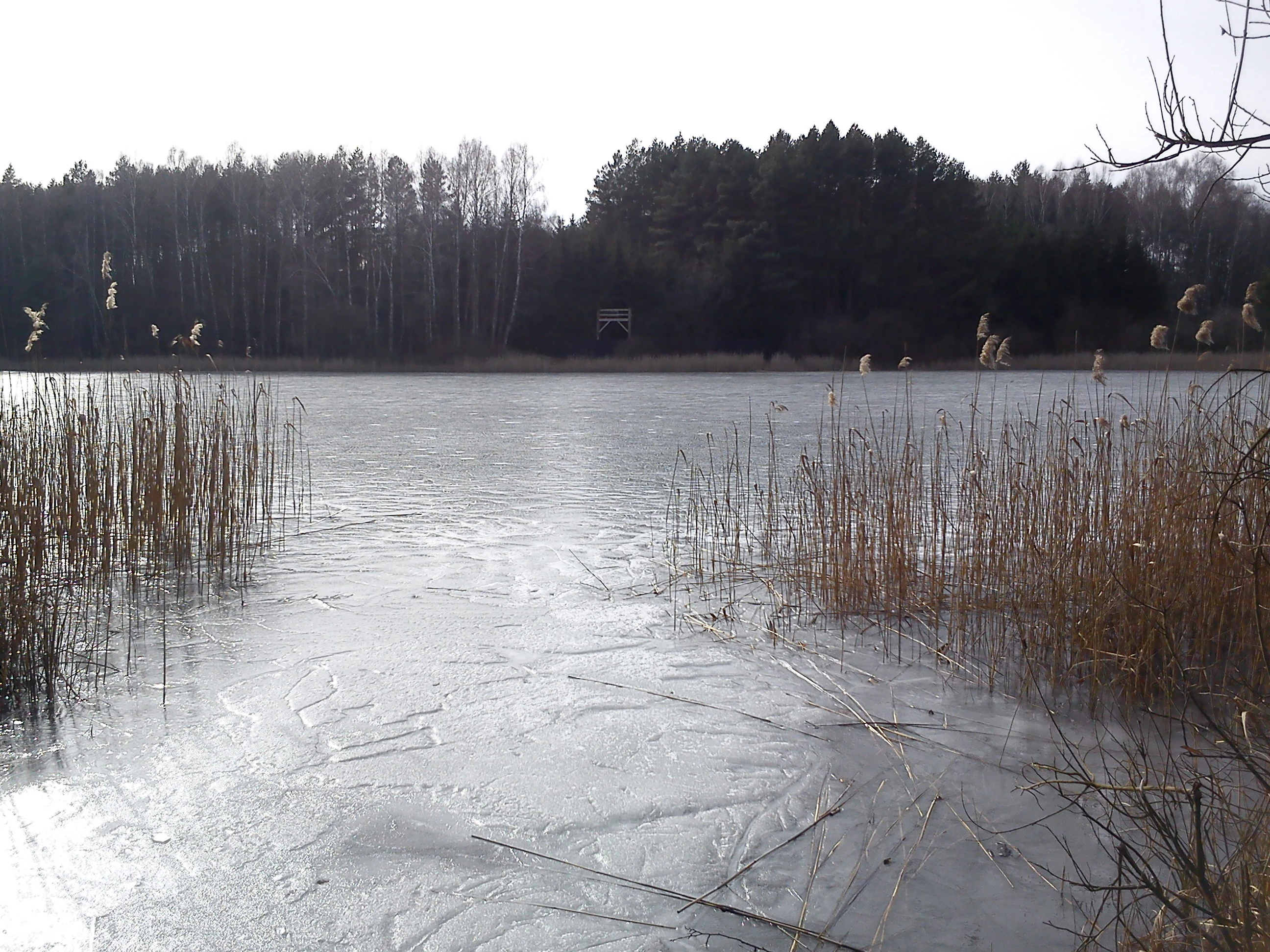 A wide, frozen lake surface reflecting soft light, with brown reeds in the foreground and a dense forest line in the background.