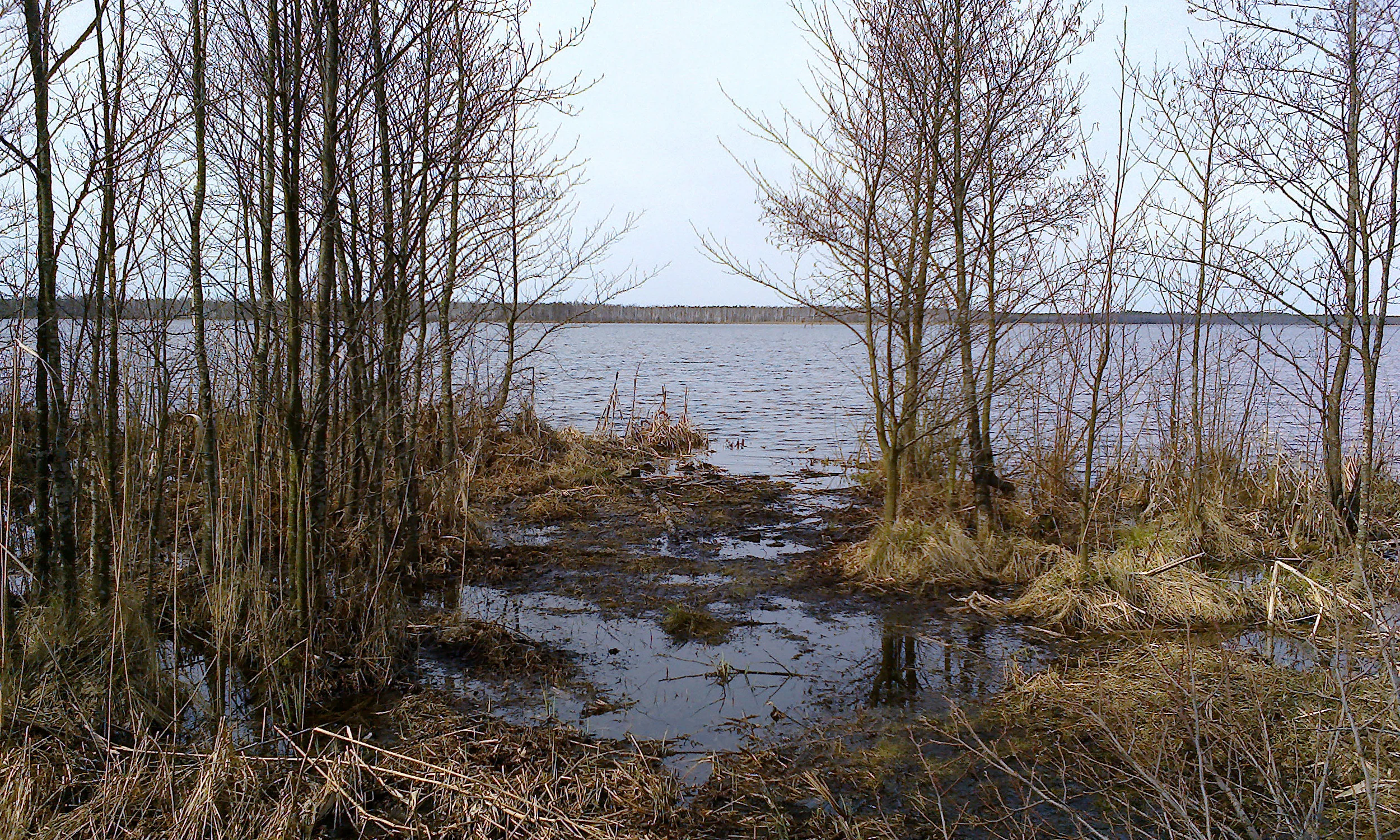 A view looking across the calm waters of a lake, framed by bare, leafless trees and marshy, swampy ground in the foreground.