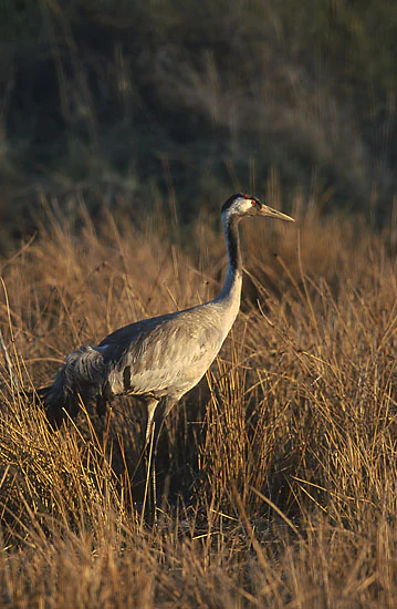 A common crane with grey feathers and a distinct black and white head pattern standing profile in a field of dry, amber-colored tall grass.