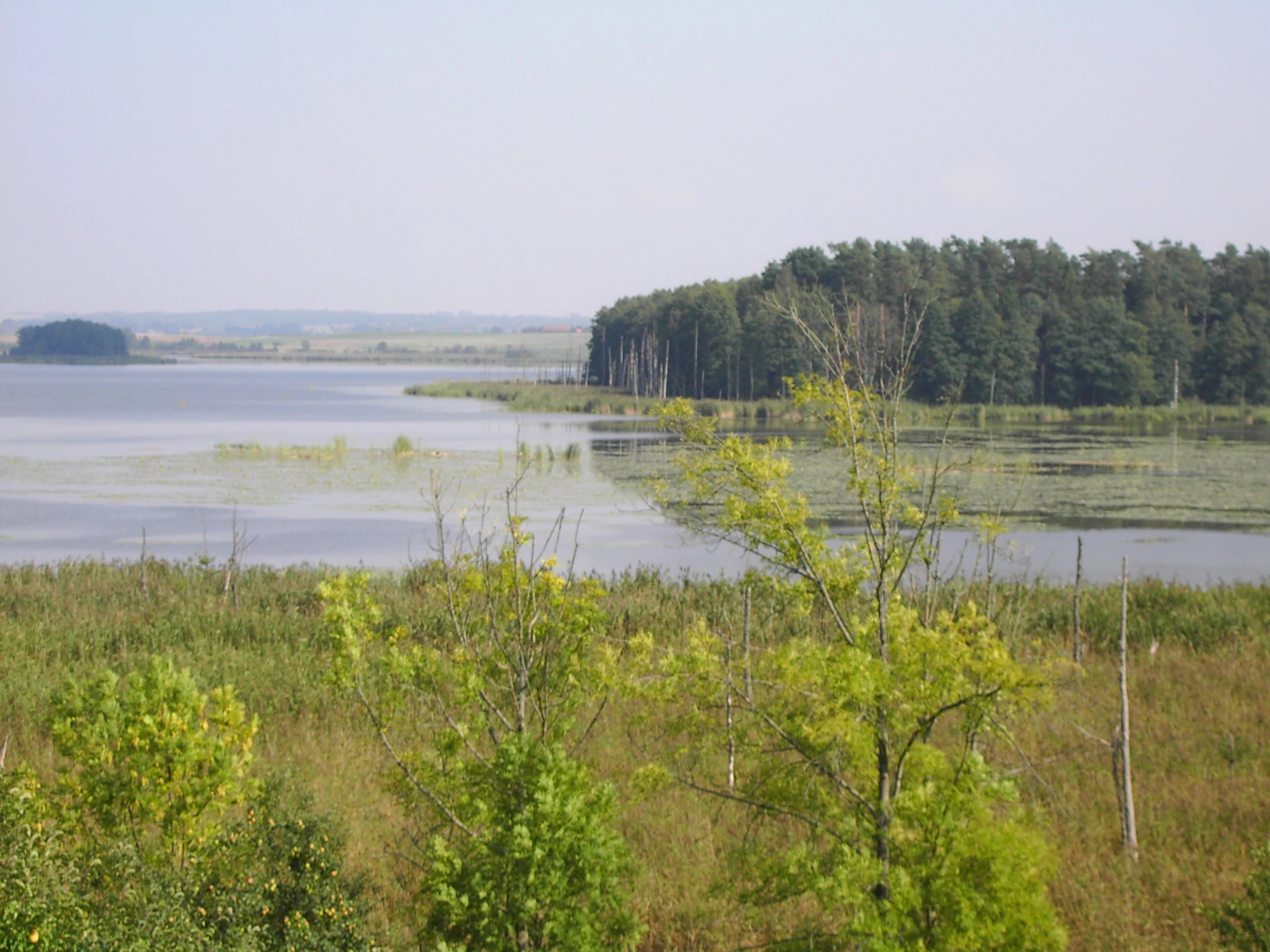A wide view of a calm lake surrounded by marshy reeds and a dense forest in the distance.