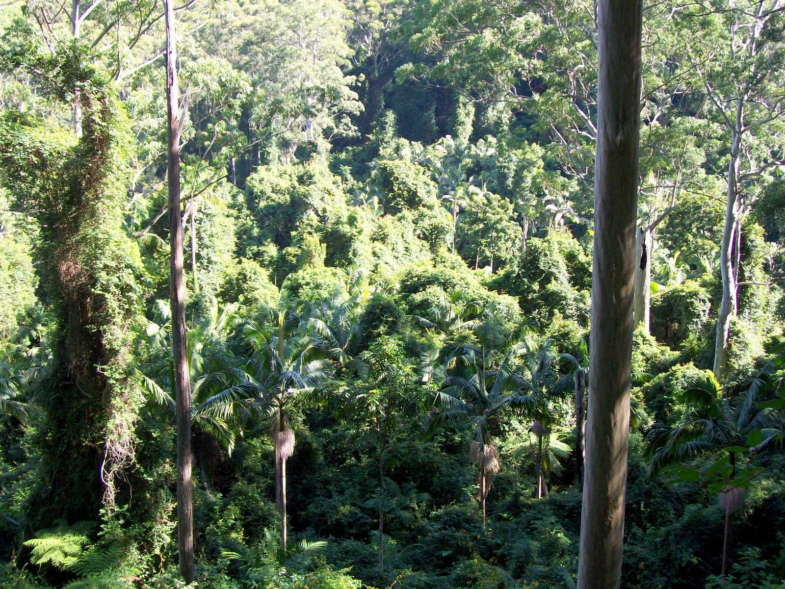 A view of a dense green rainforest with tall tree trunks in the foreground and a thick canopy of trees and palms in the background.