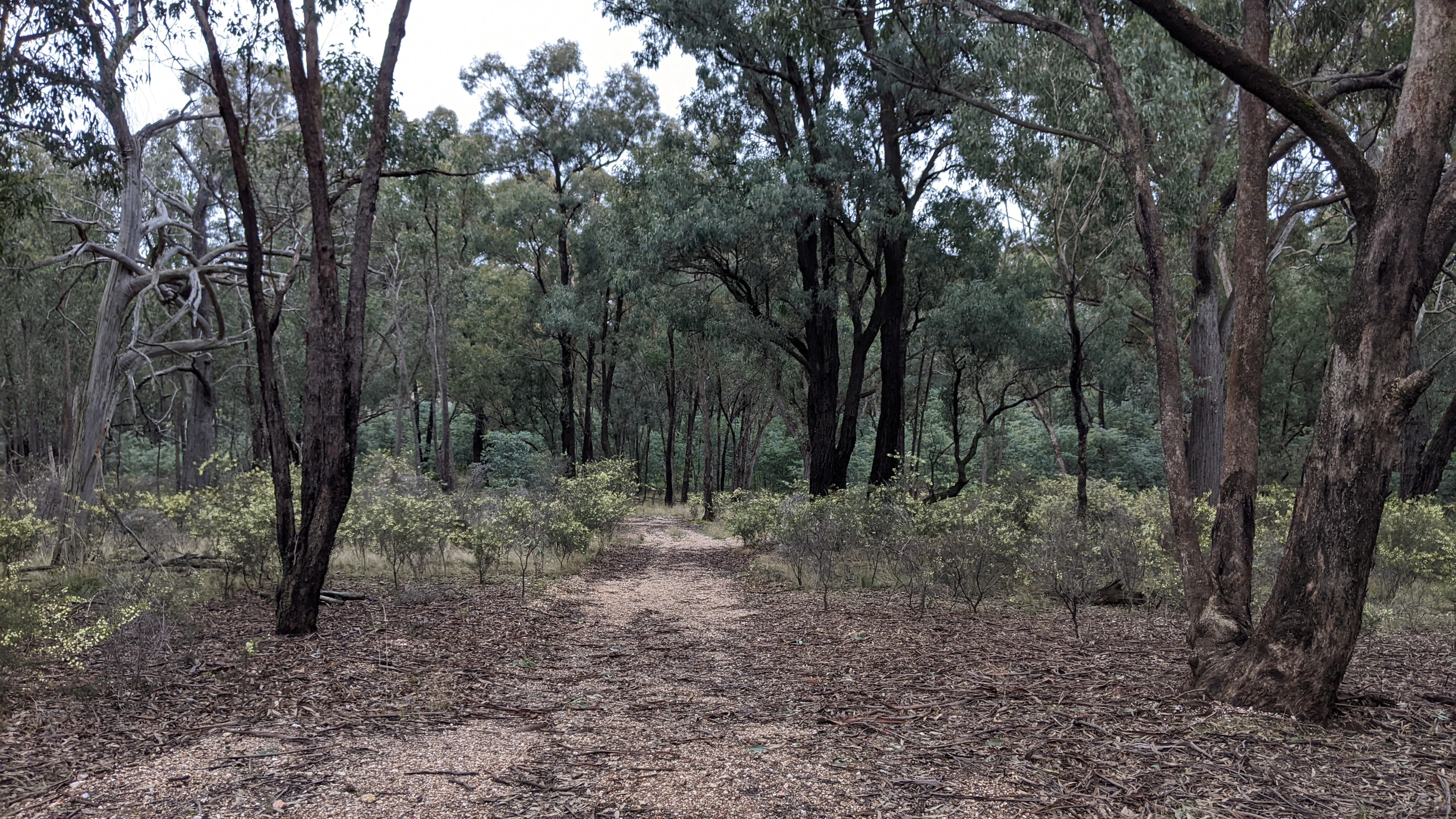 Sendero de tierra serpenteando a través de un bosque con altos eucaliptos y escasa vegetación baja