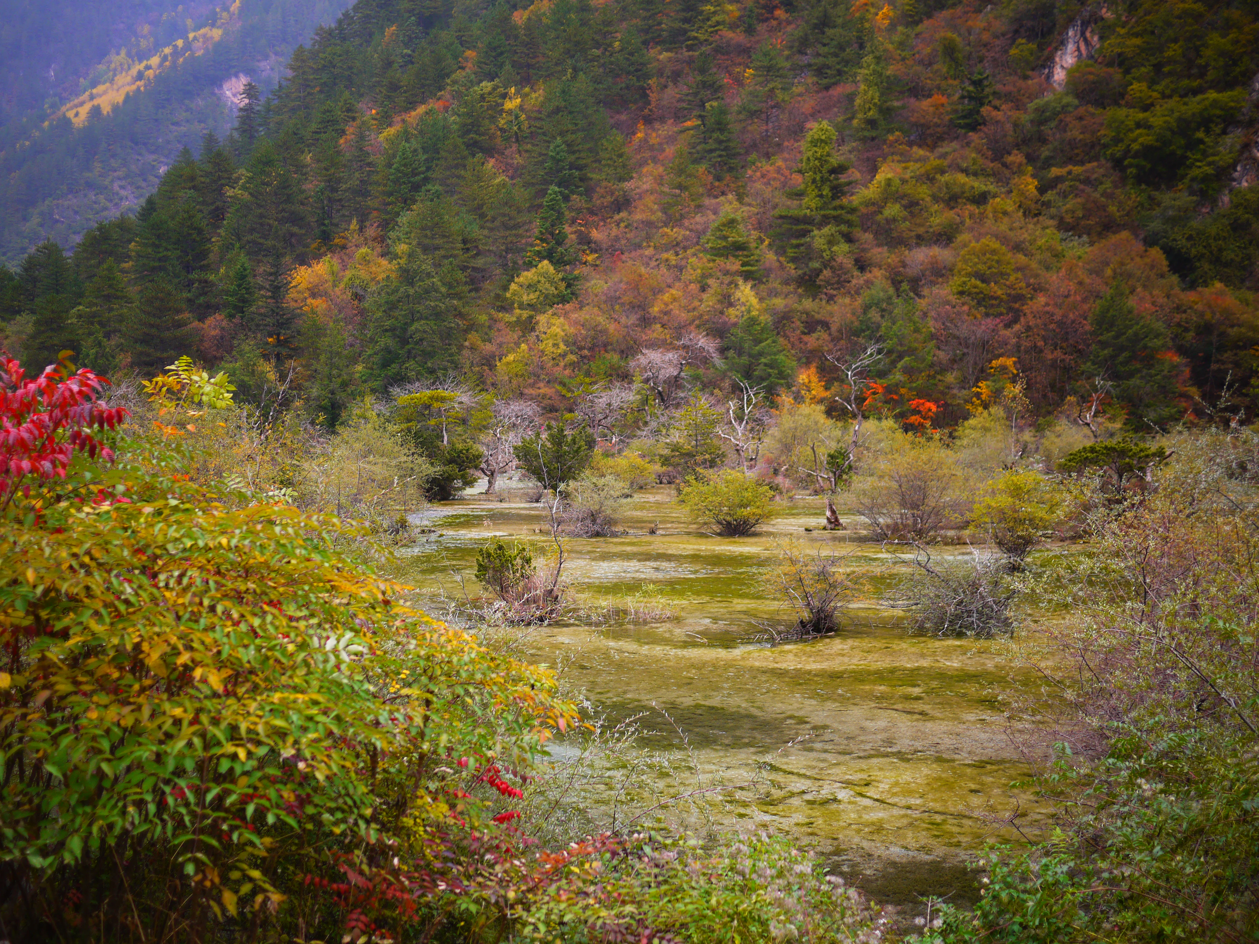 A wetland area called Penjing Shoal featuring shallow pools of water, small shrubs, and grass, set against a steep, densely forested hillside exhibiting vibrant autumn colors of yellow, orange, and deep green.