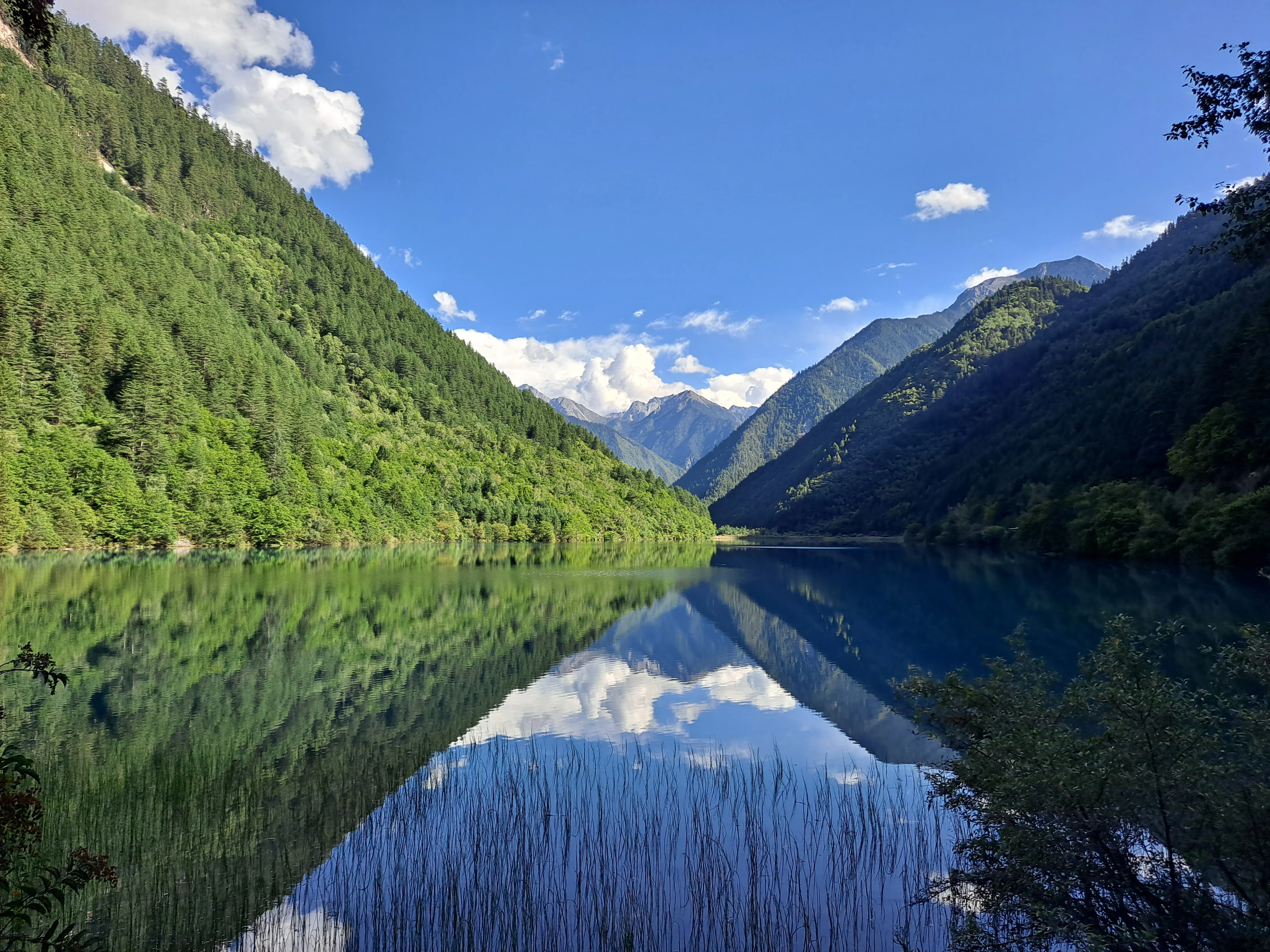 A wide shot of a calm mountain lake mirroring the forested green hills and blue sky above, with tall reeds emerging from the water in the foreground.