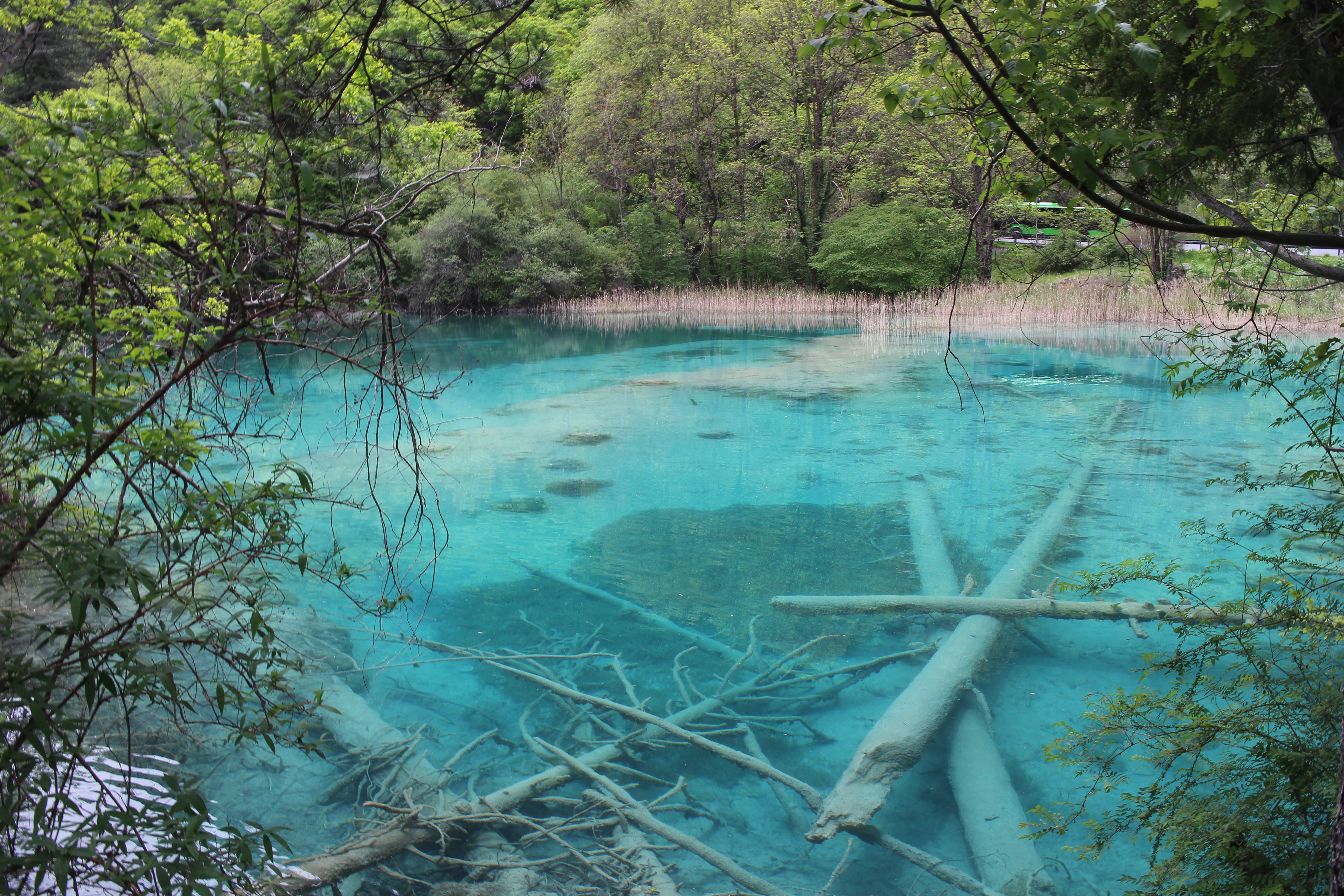 A clear, bright turquoise lake surrounded by green trees, with several submerged tree trunks visible beneath the water surface.