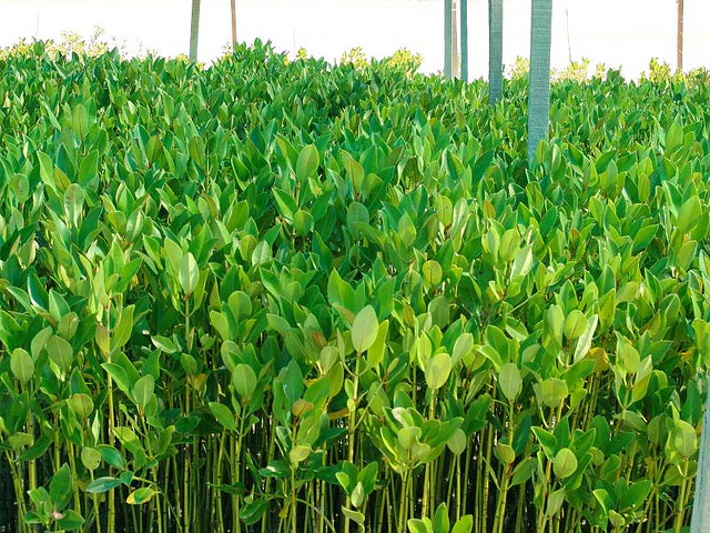 Un denso grupo de plántulas jóvenes de mangle creciendo en un vivero, con postes de soporte verticales visibles al fondo.