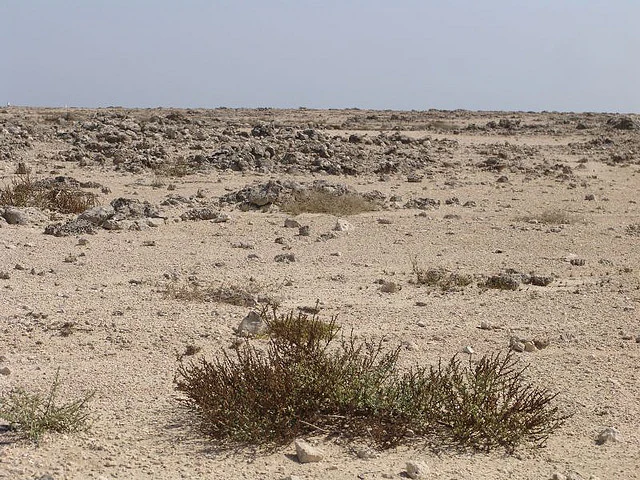 Un paisaje amplio y árido bajo un cielo despejado, con vegetación escasa de tipo desértico en primer plano y parches de escombros rocosos de coral muerto dispersos por el suelo arenoso.