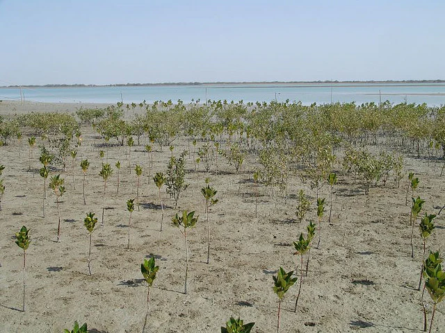 Una vista amplia de una zona de humedal costero donde numerosos plantones jóvenes de mangle están plantados en hileras a lo largo de una llanura de marea arenosa, con el agua abierta visible a lo lejos bajo un cielo pálido.