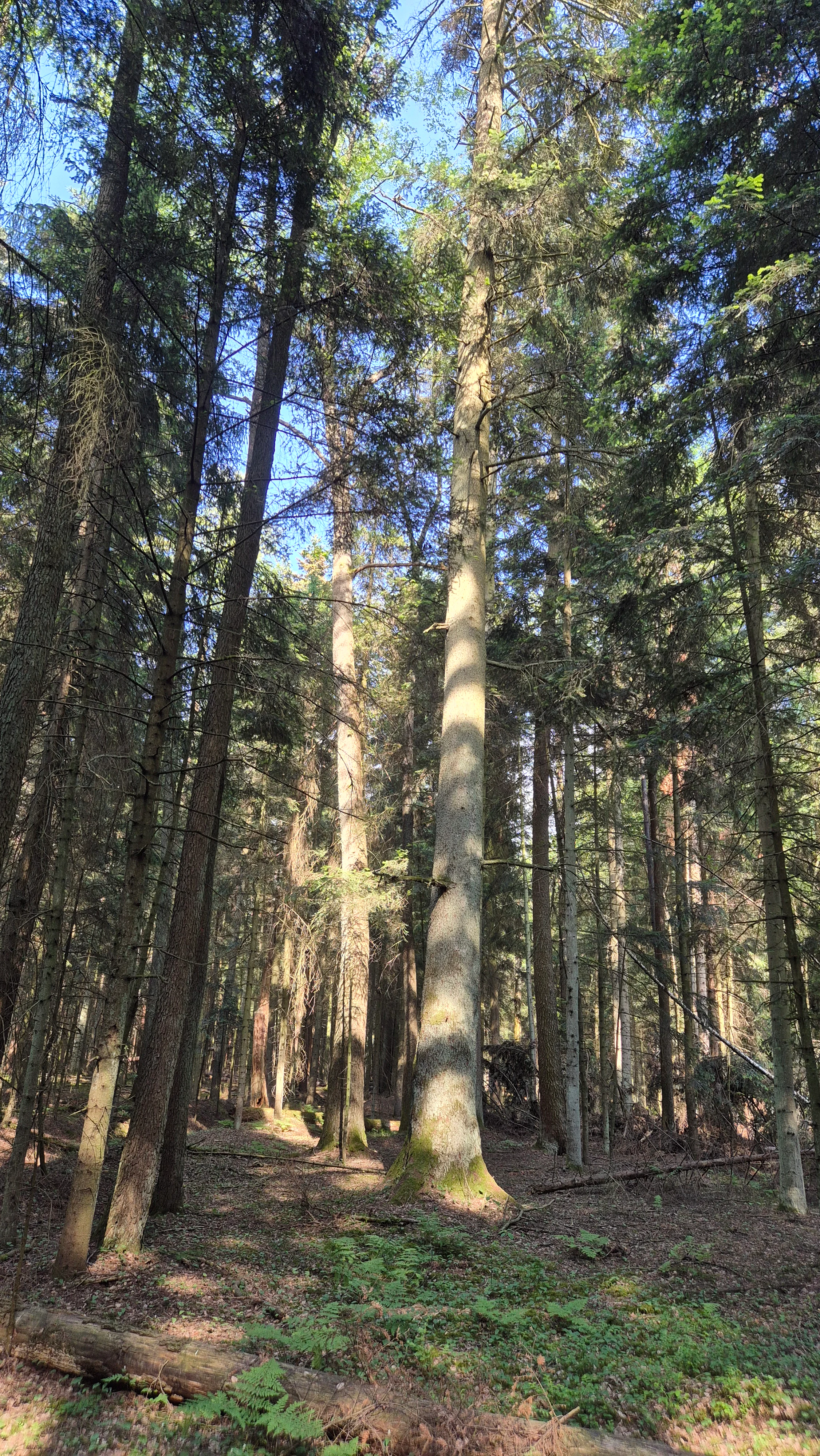 A vertical view looking up into a dense forest of mature silver fir trees with light filtering through the branches and ferns covering the ground.