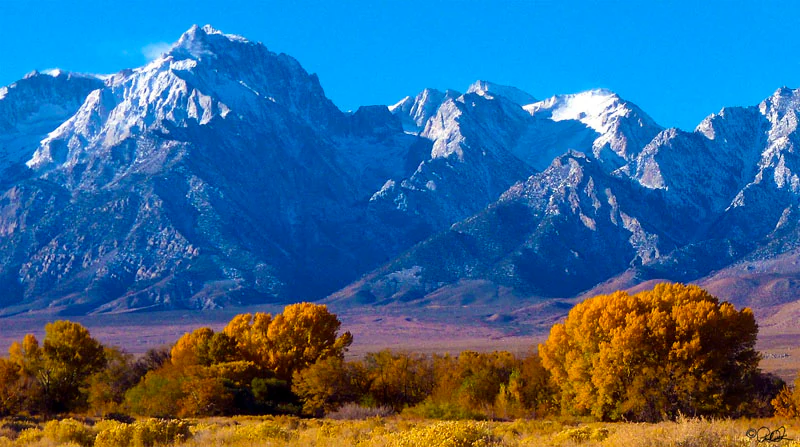 A panoramic view of the snow-capped Eastern Sierra Nevada mountains in the background, with bright yellow autumn trees in the foreground.