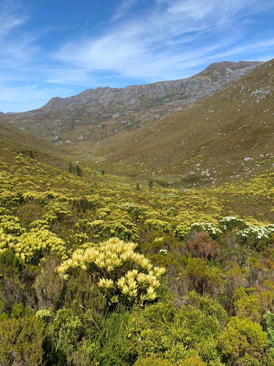A valley landscape in Jonkershoek Nature Reserve featuring a foreground of yellow flowering fynbos shrubs with rocky mountain slopes in the background under a blue sky.