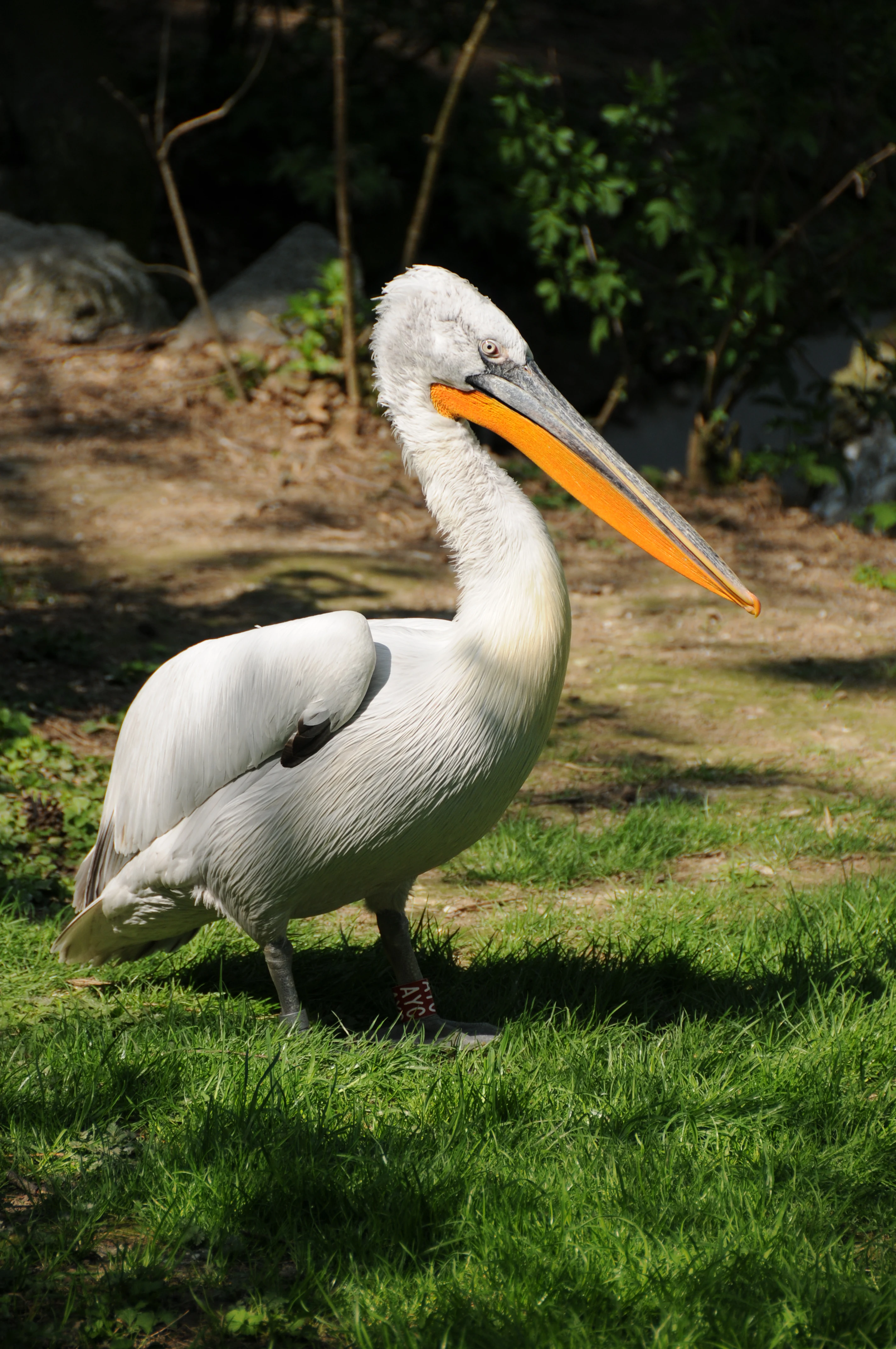 A Dalmatian pelican with white feathers and a long orange bill standing on green grass, captured in a profile view.