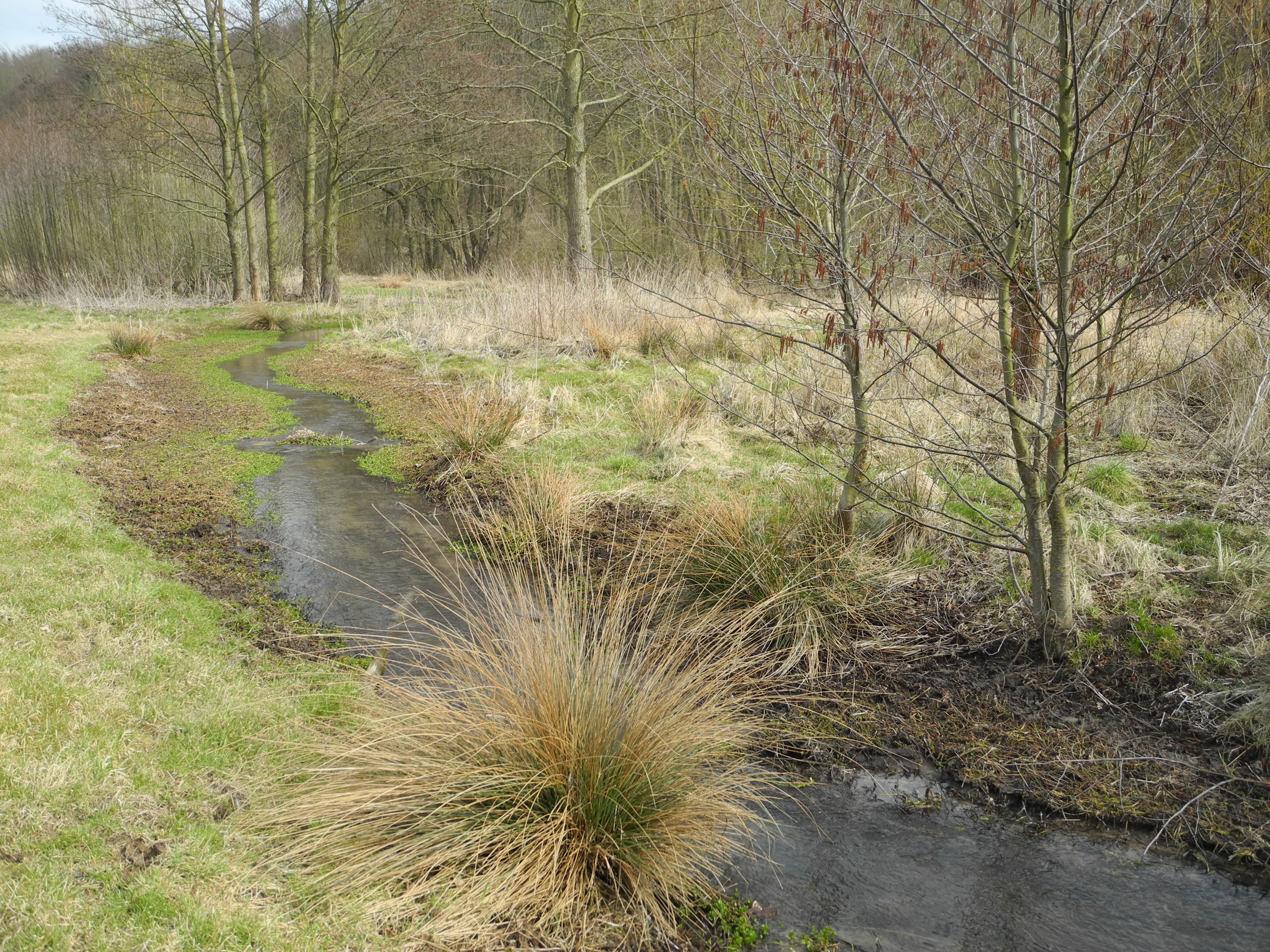 A small, winding stream flows through a grassy wetland area with scattered deciduous trees and shrubs during early spring.