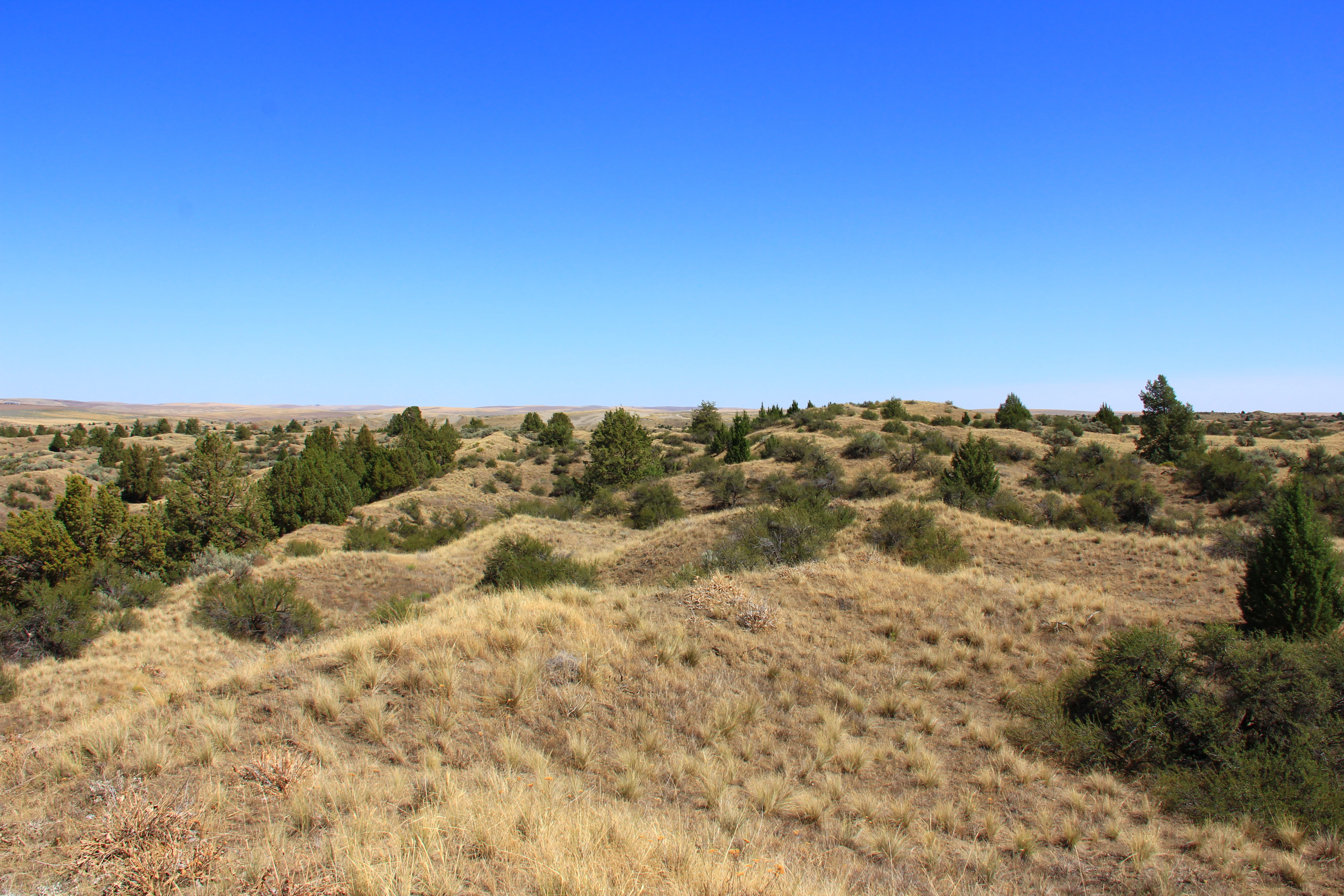A wide, eye-level view of a desert landscape featuring rolling, golden-brown sand dunes interspersed with scattered dark green western juniper trees under a clear blue sky.