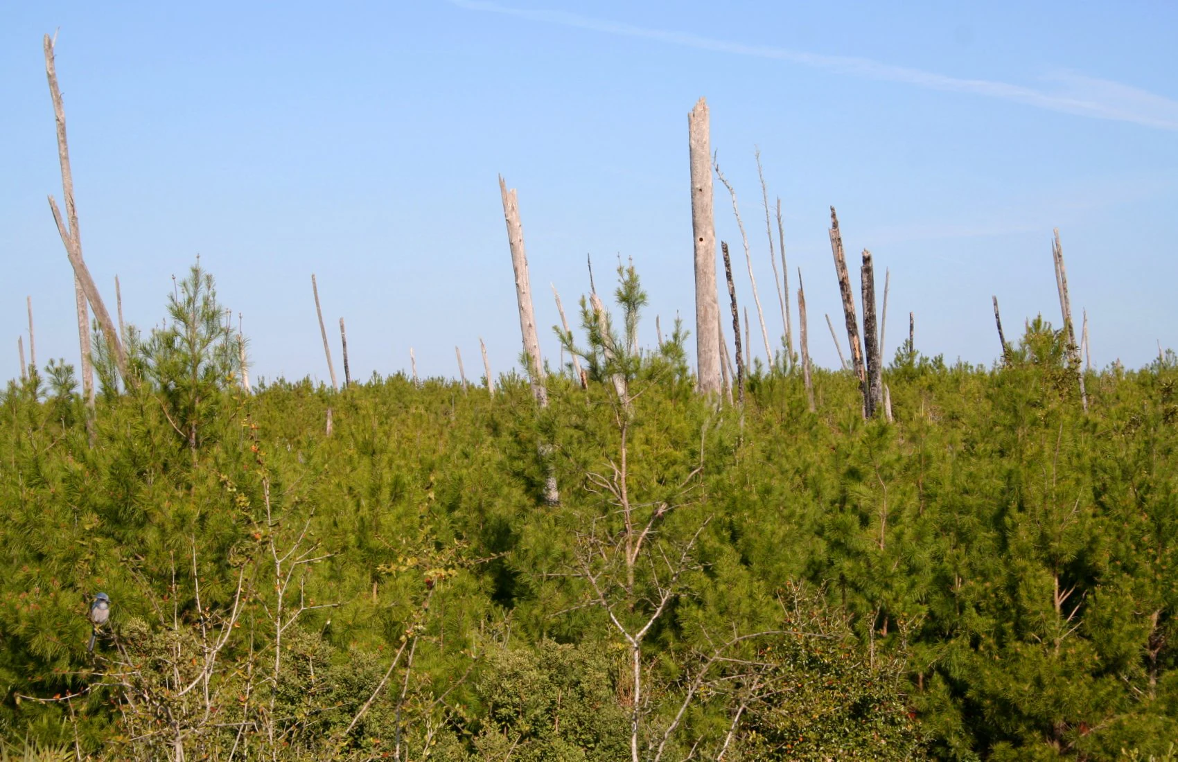 A wide view of a scrubland habitat with low green pine shrubs and scattered tall, weathered, leafless tree snags against a clear blue sky.