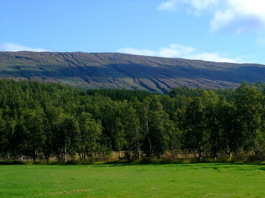 Grassy field with trees and a mountain range in the background under a clear blue sky