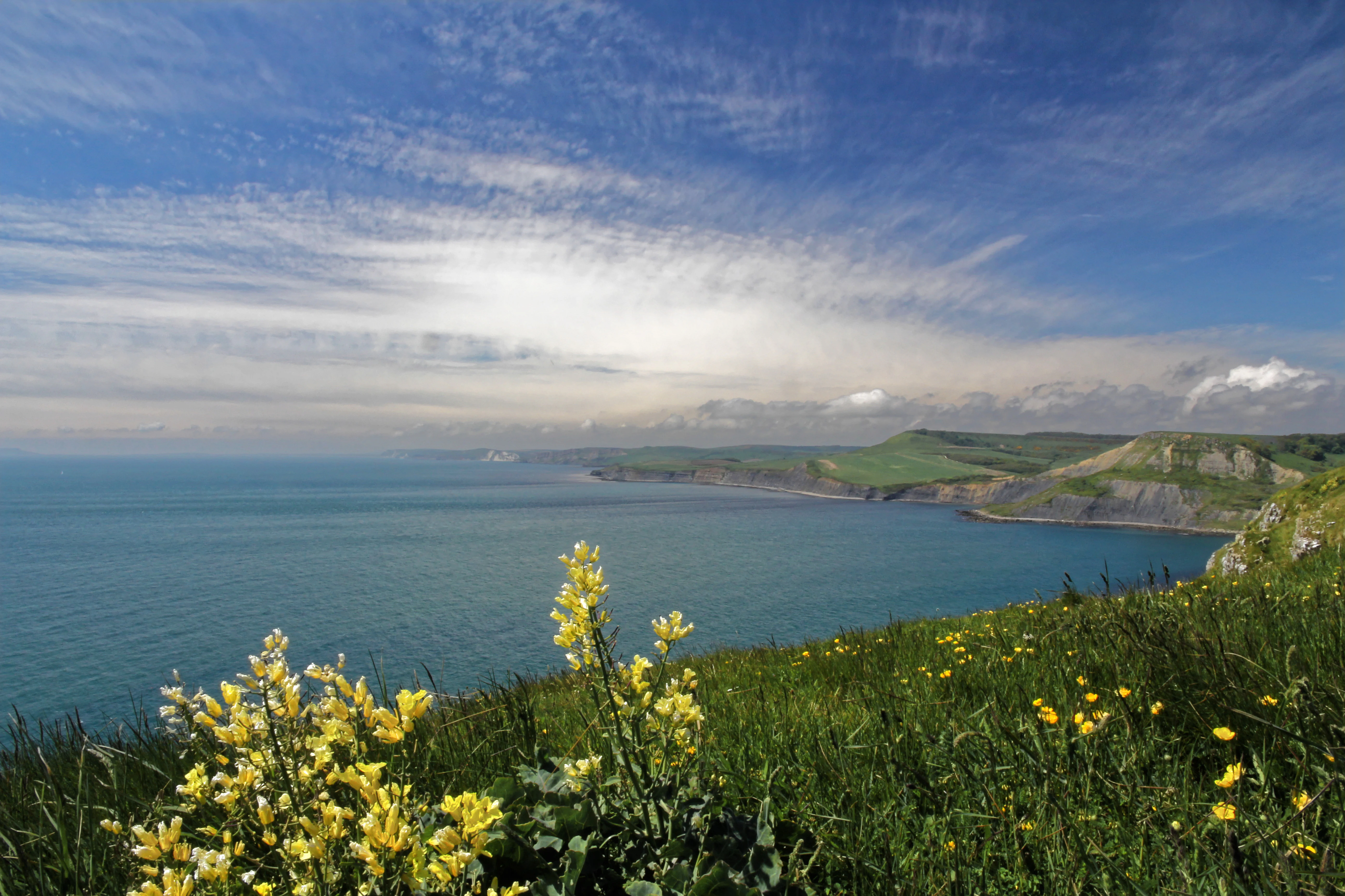 A wide coastal landscape with yellow wildflowers in the foreground, looking out over a calm bay towards distant layered limestone cliffs and rolling green hills under a blue sky with thin clouds.