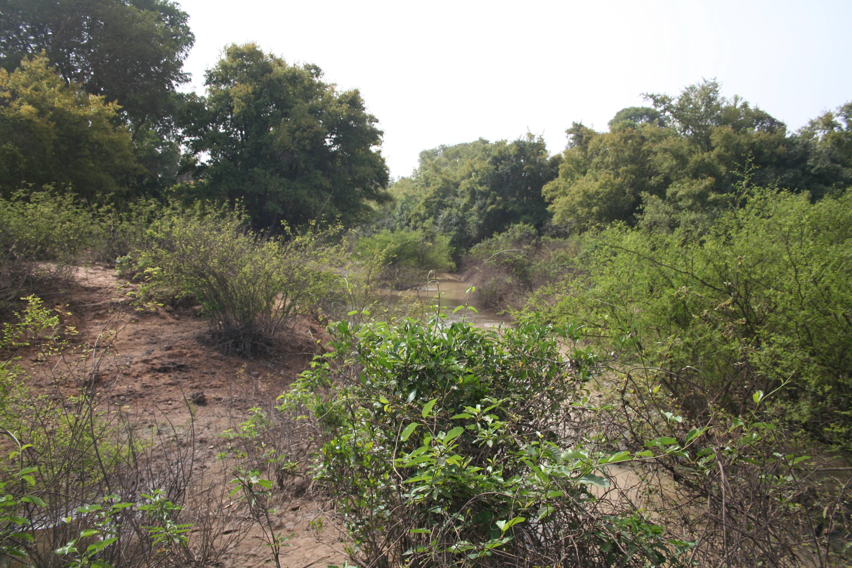 Sandy riverbed with sparse vegetation and trees in the background