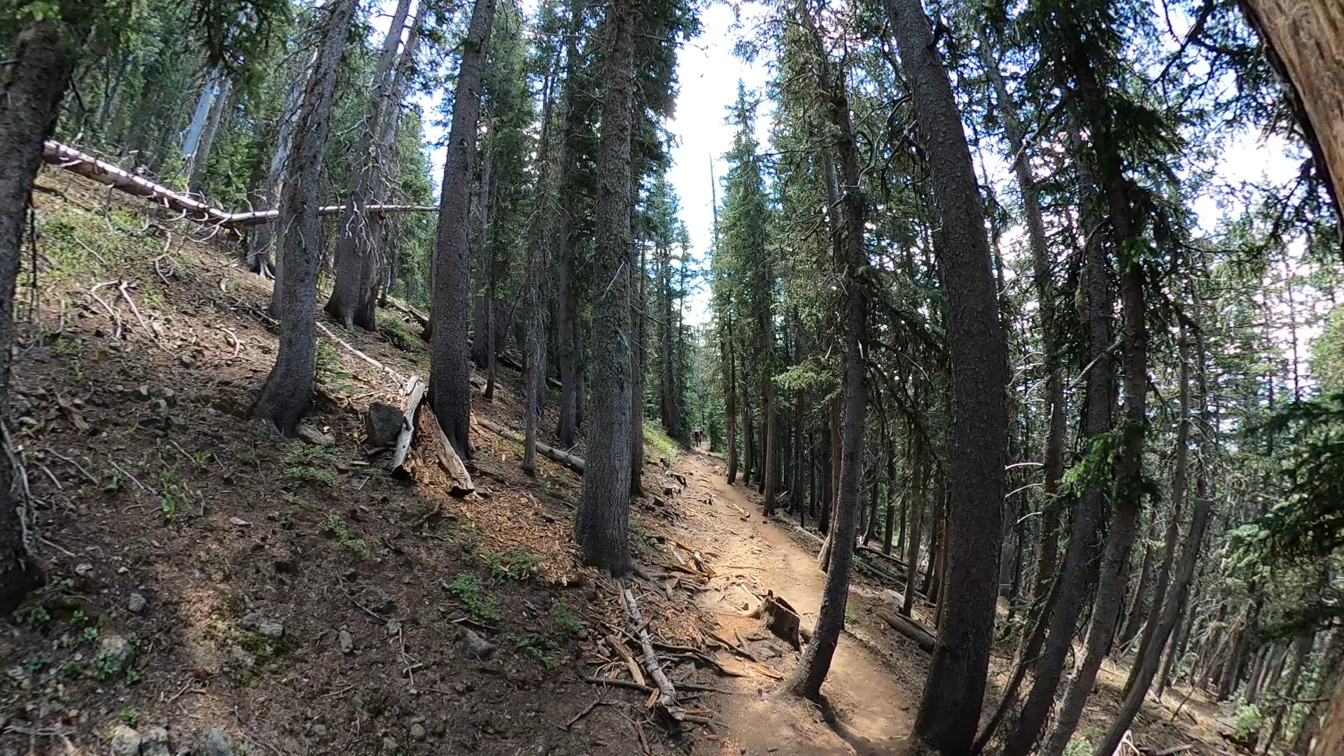 A dirt hiking trail winding through a dense pine forest on a mountainside, with tall evergreen trees flanking the path.