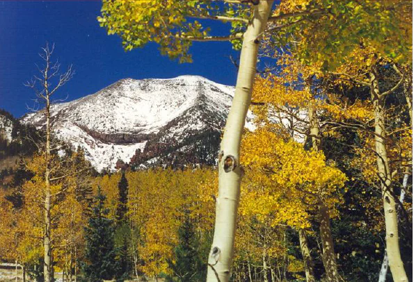 A snow-capped mountain peak looms behind a grove of aspen trees with vibrant yellow autumn leaves under a clear blue sky.