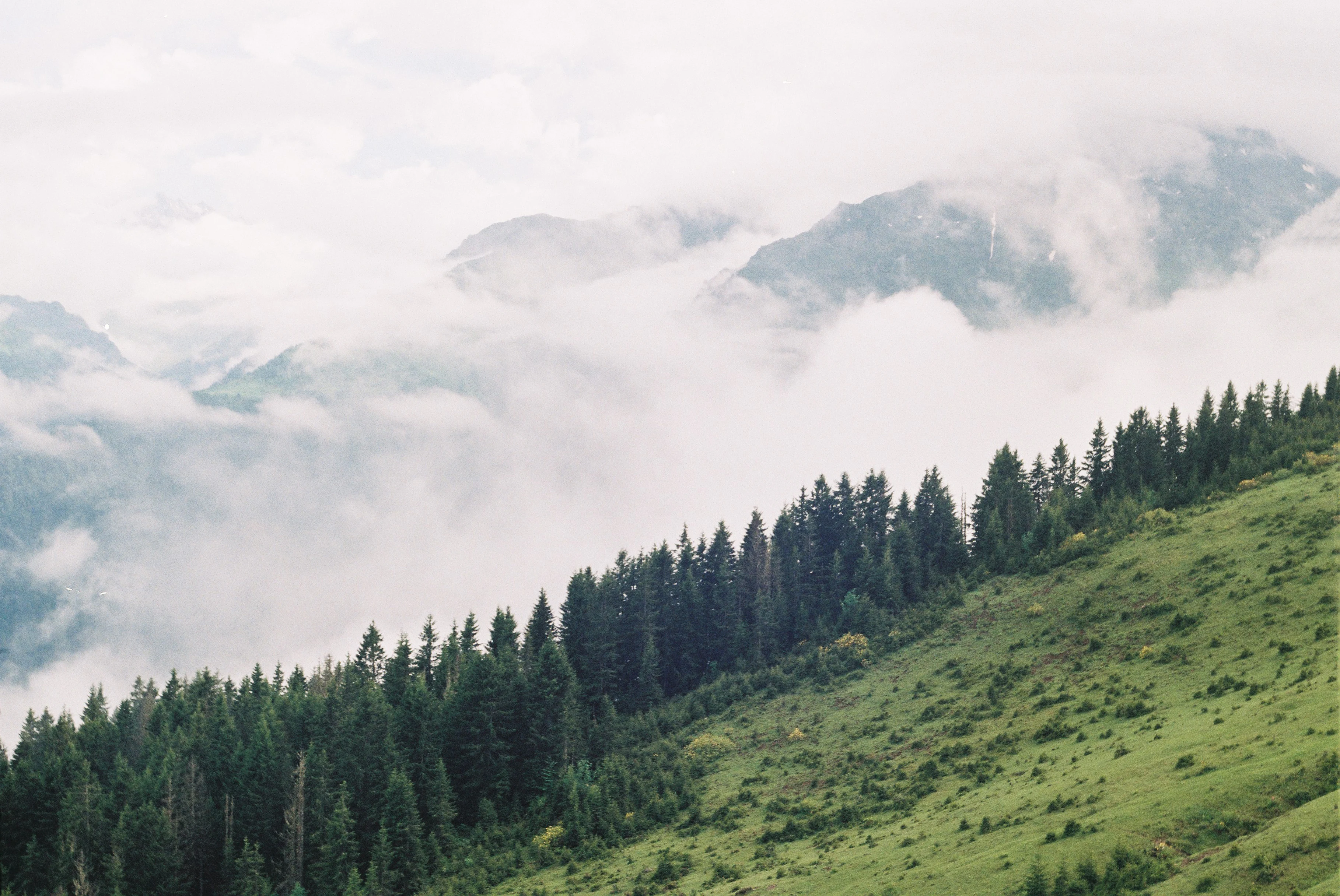 Green mountain slope with coniferous forest, misty mountains in background, cloudy sky
