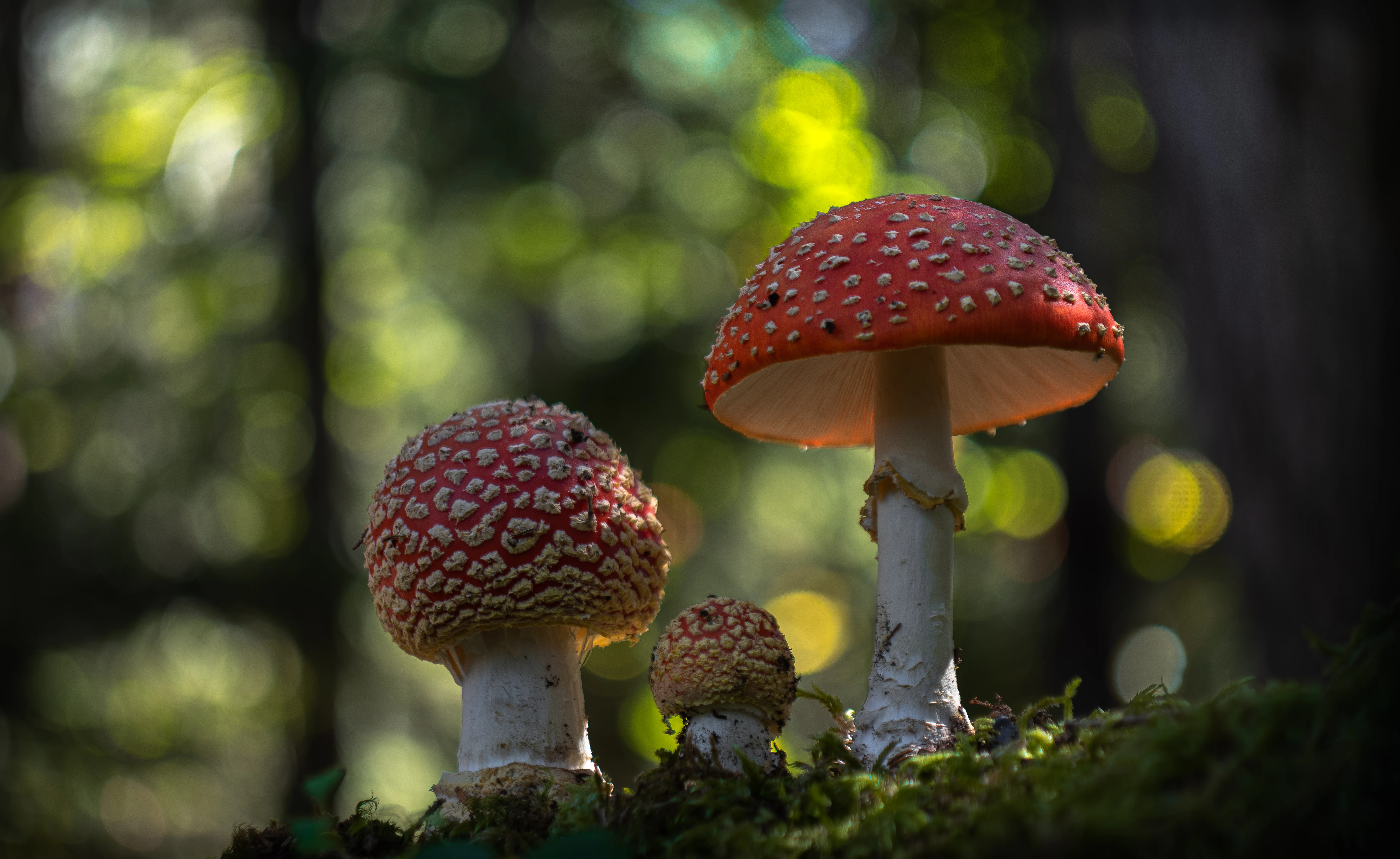 Three red-capped mushrooms with white spots growing on moss in a forest