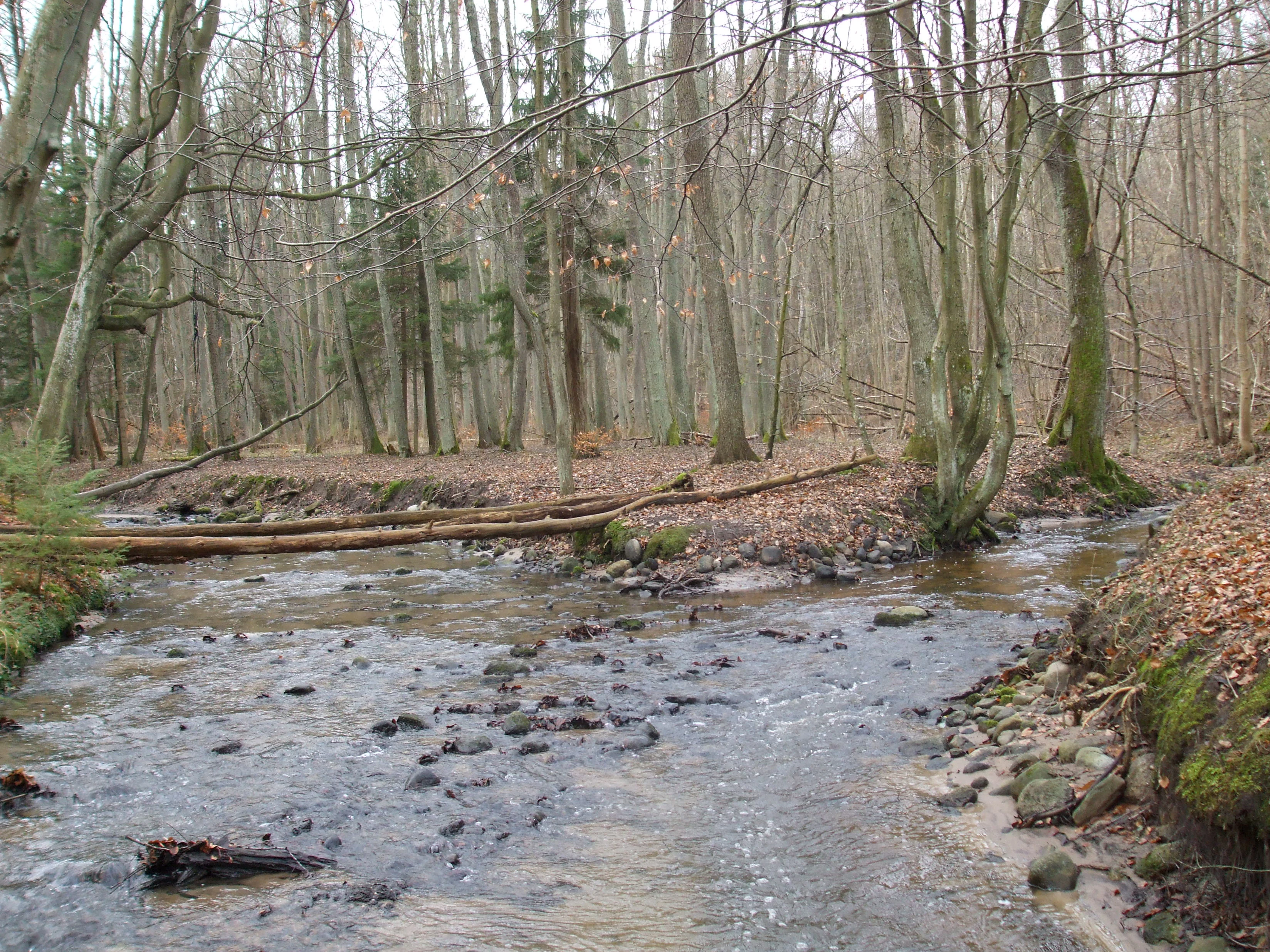 A shallow, rocky stream flowing through a dense, deciduous forest with fallen logs across the water.