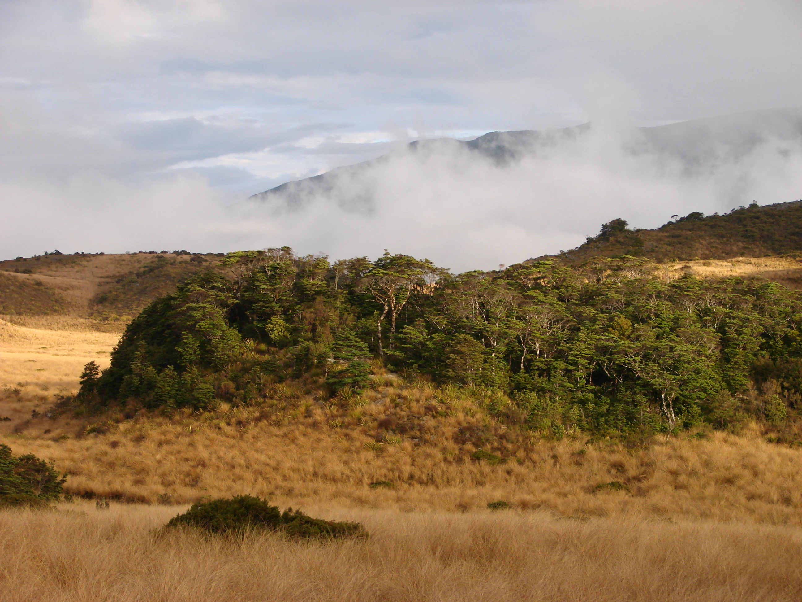 Llanura herbácea con un afloramiento boscoso y montañas distantes cubiertas de niebla bajo un cielo parcialmente nublado