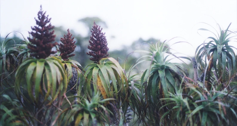 Vista cercana de plantas de Dracophyllum traversii con espigas de flores de color rojo oscuro y hojas verdes