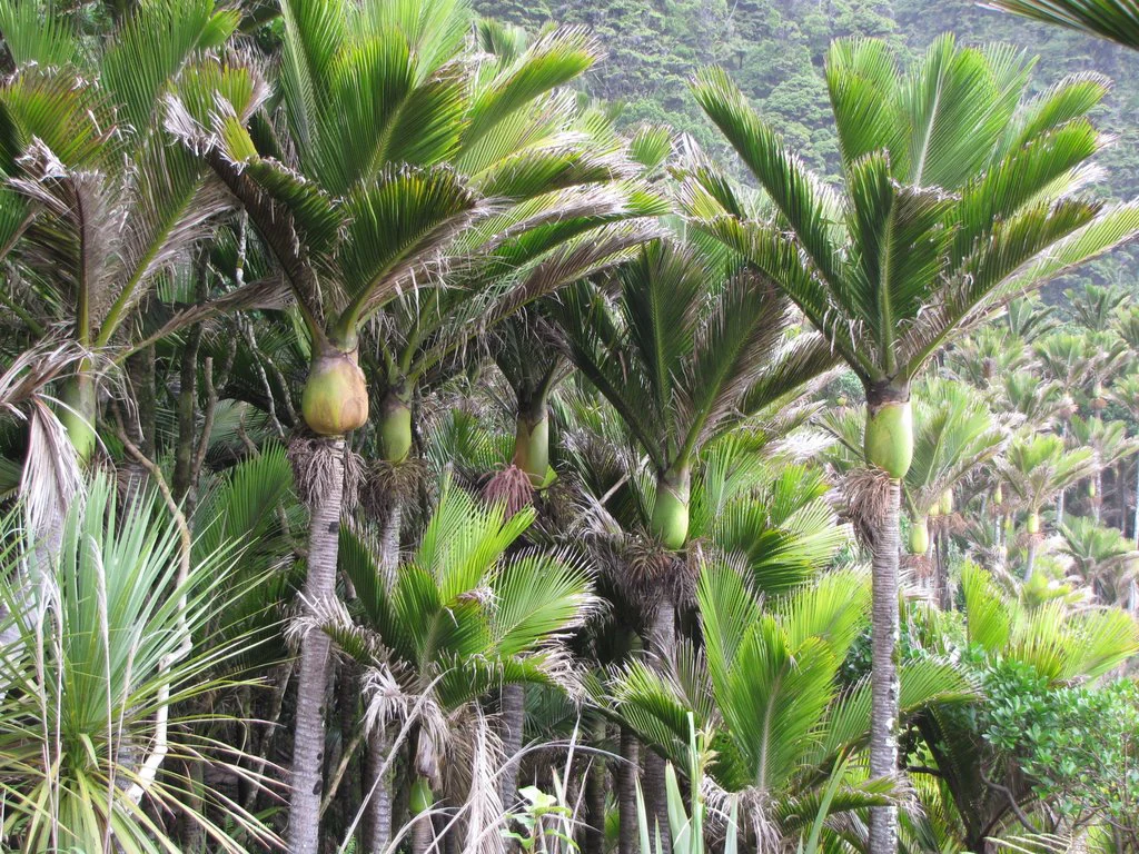 Bosque denso de palmas nikau con frondas verdes y troncos marrones rodeado de exuberante vegetación verde