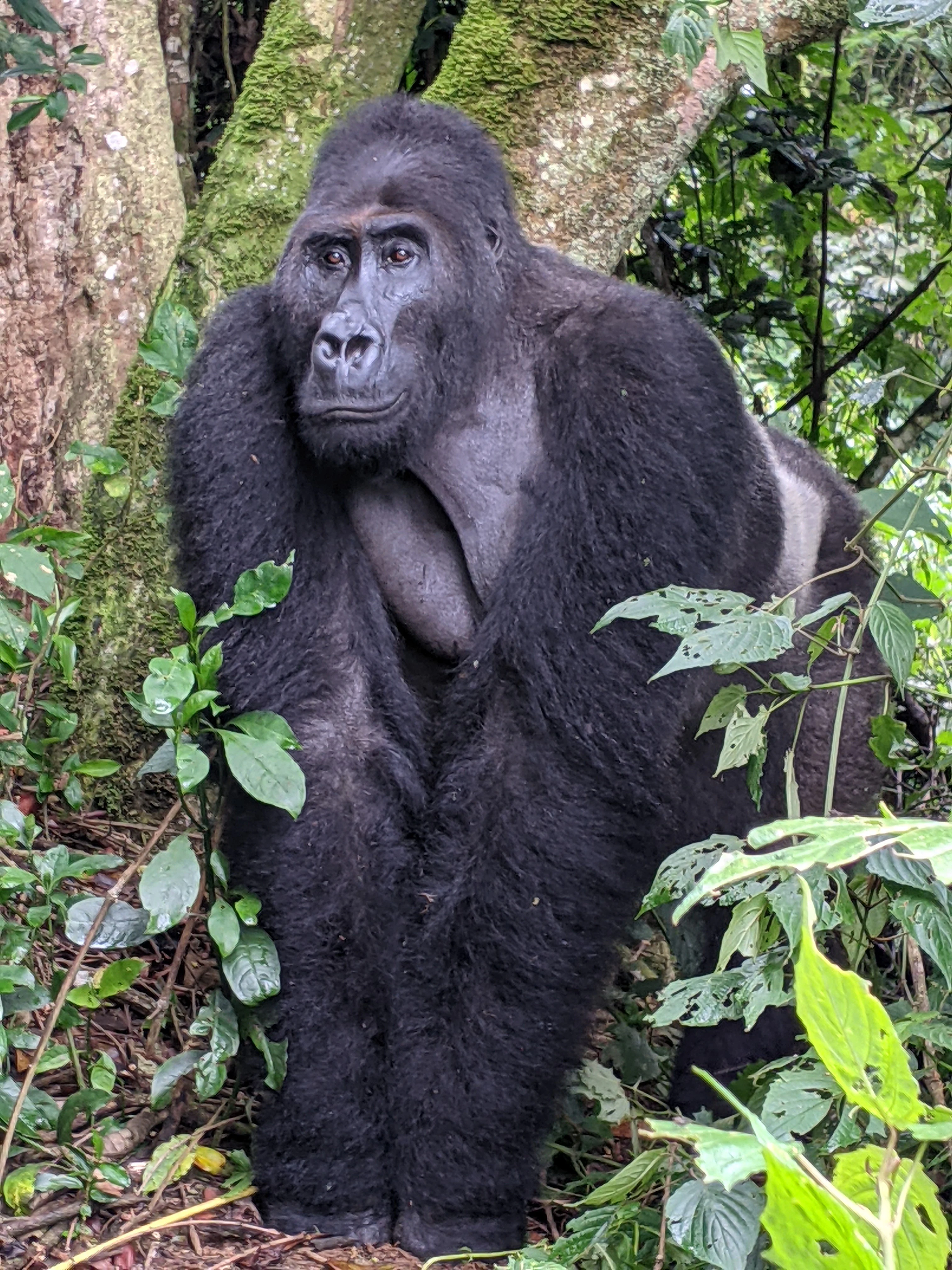 Un gorila grande de pelaje oscuro se alza sobre el suelo del bosque, rodeado de hojas verdes y troncos de árboles cubiertos de musgo