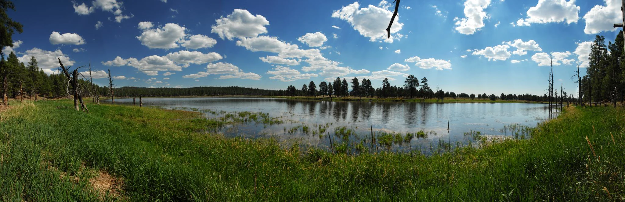 A wide panoramic photograph of a calm lake surrounded by grassy shores and a coniferous forest under a bright blue sky with scattered clouds.