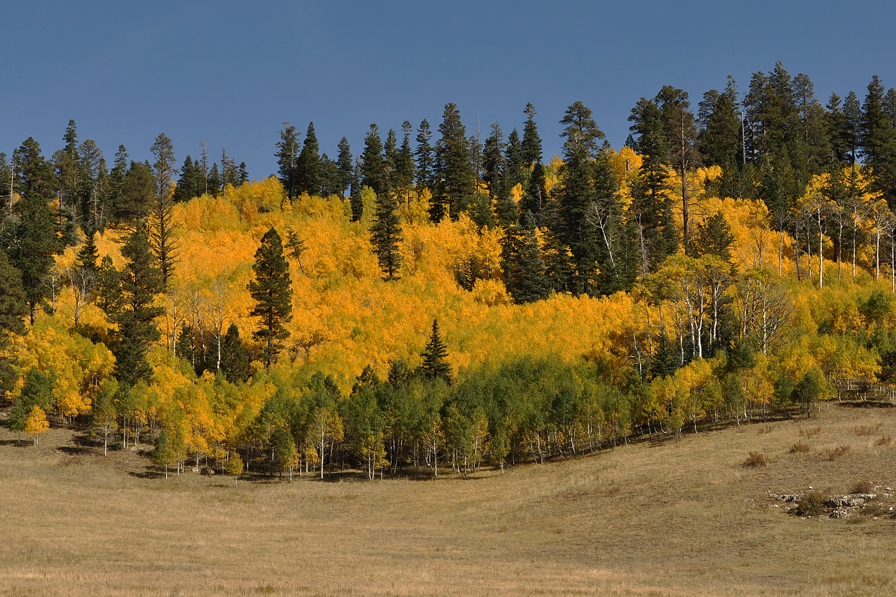 A hillside covered in a dense stand of yellow aspen trees mixed with evergreen conifers, set against a clear blue sky above a dry grassy meadow.