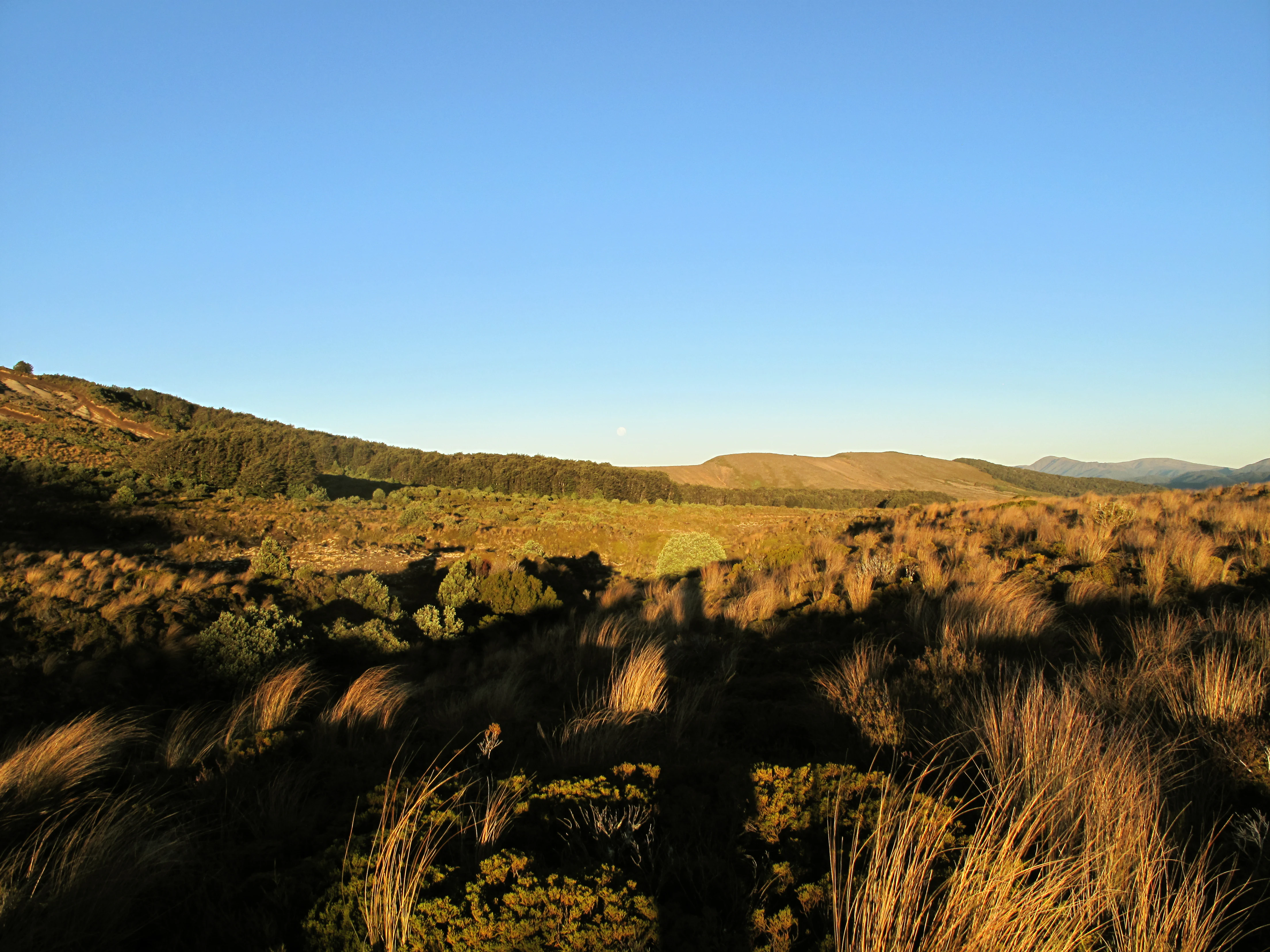 A wide, golden-hour view of rolling, sun-drenched hills covered in native tussock grass with a clear blue sky above and a prominent human shadow stretching across the foreground.